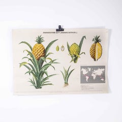 1970's Pineapple Plant Educational Poster