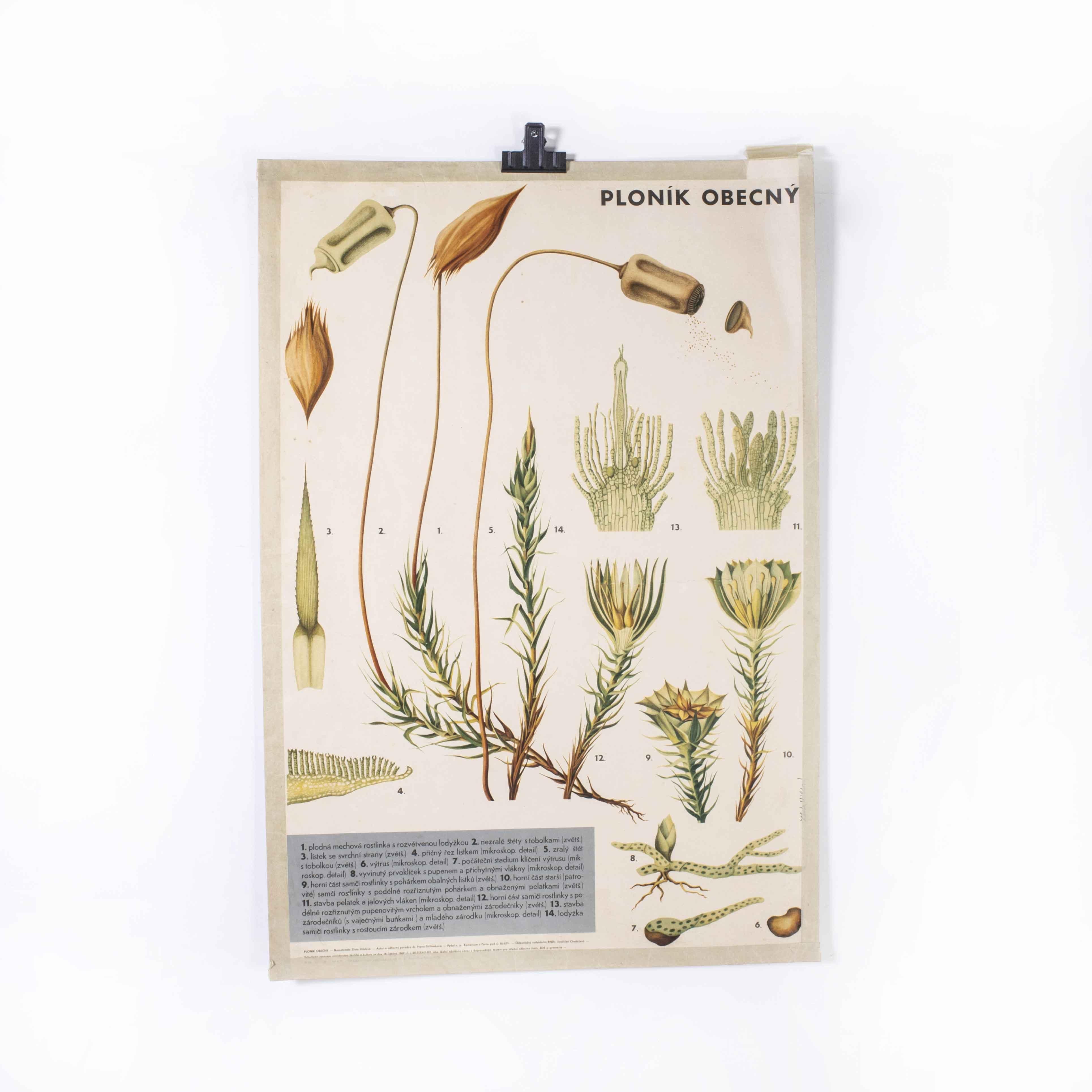 1970’s Plant Educational Poster
1970’s Plant Educational Poster. 20th century Czechoslovakian educational chart. A rare and vintage wall chart from the Czech Republic illustrating the growth of wheat. This heavyweight paper chart is In excellent