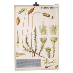 Années 1970, Poster éducatif sur les plantes