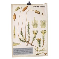 Años 70, Póster educativo sobre plantas