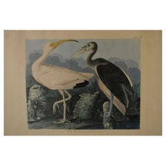 1970er Jahre Druck Audubon's Birds of America