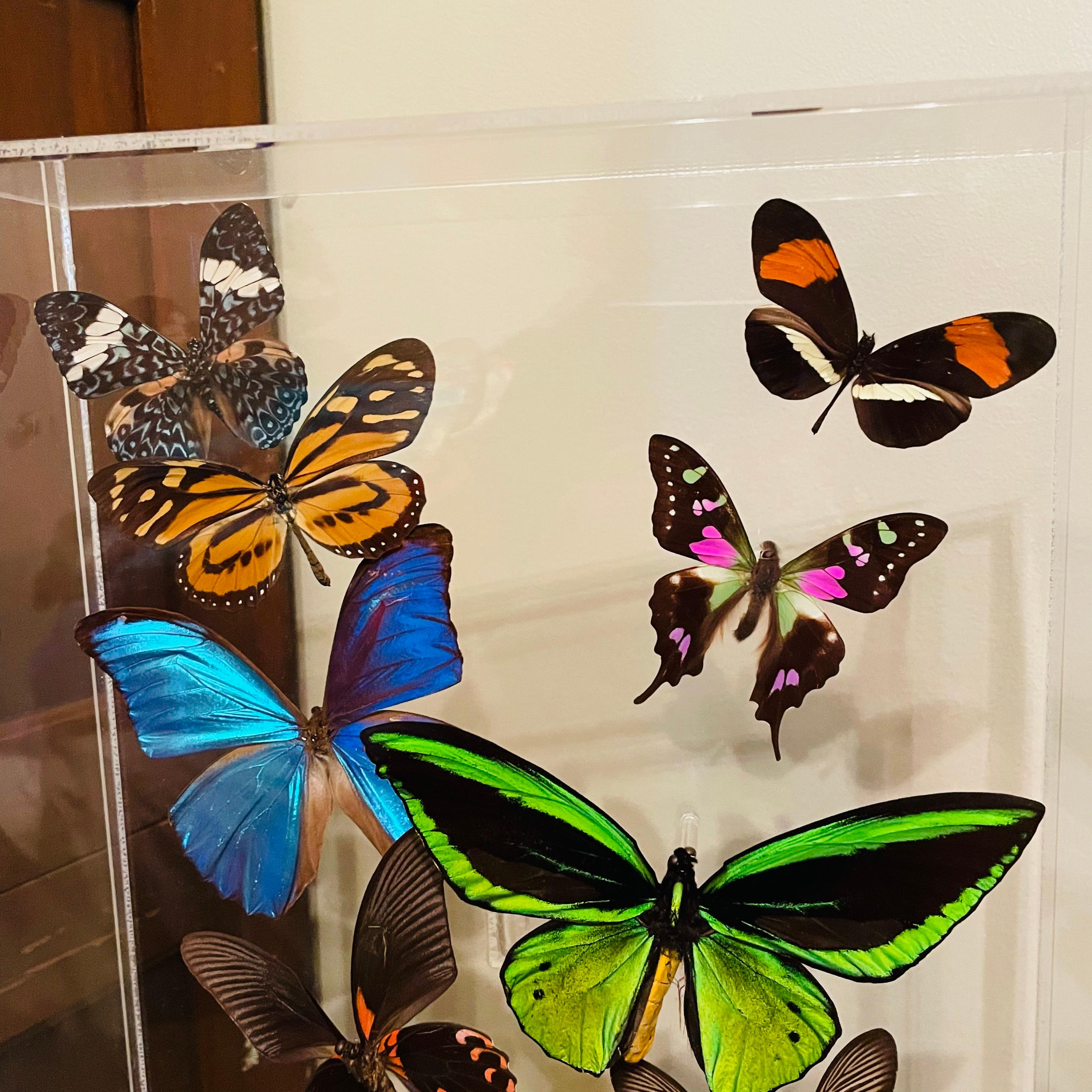 Late 20th Century 1970s Sam Trophia Acrylic Lucite Butterfly Shadowbox For Sale