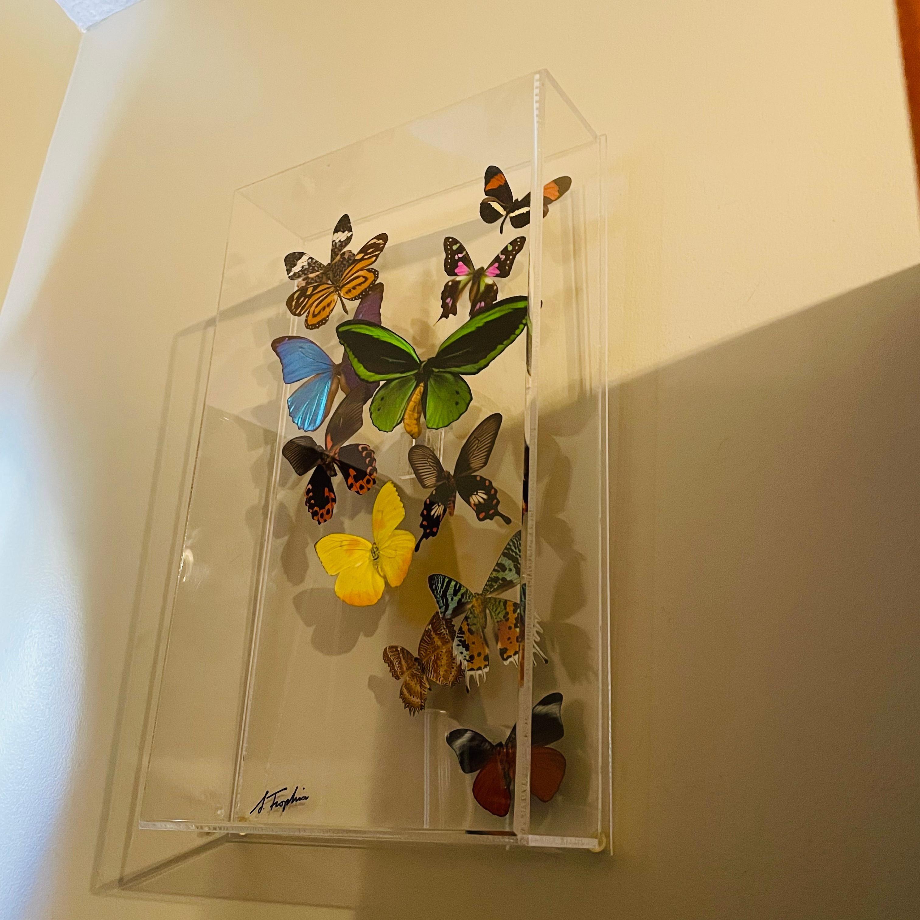 1970s Sam Trophia Acrylic Lucite Butterfly Shadowbox For Sale 1