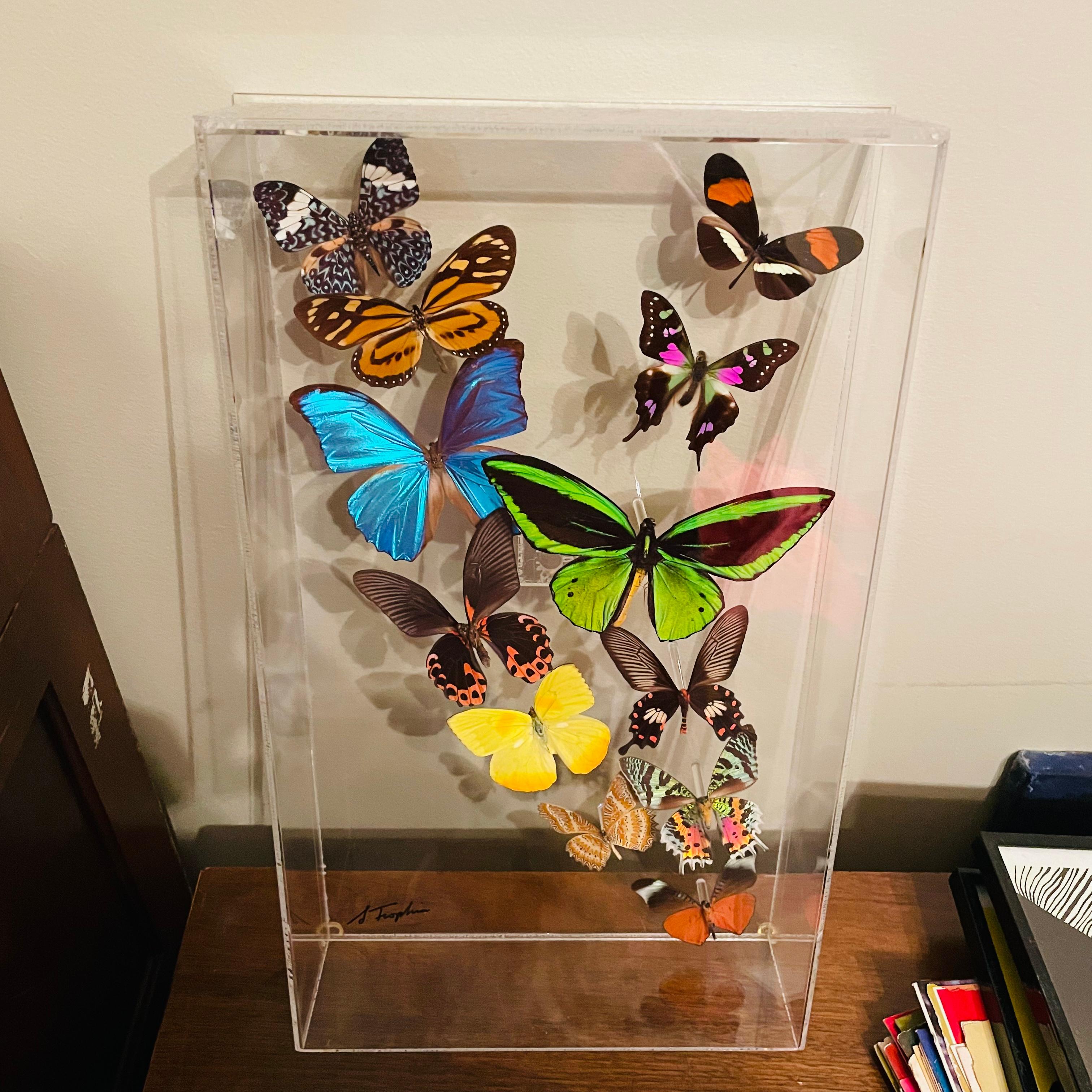 1970s Sam Trophia lucite / acrylic shadow box which depicts a dozen different butterfly beauty preserved and suspended in art form in a spectrum of colors, shapes and sizes. 

Sam Trophia is the butterfly man of the US. In Key West, you’ll find