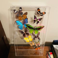 1970s Sam Trophia Acrylic Lucite Butterfly Shadowbox Taxidermy