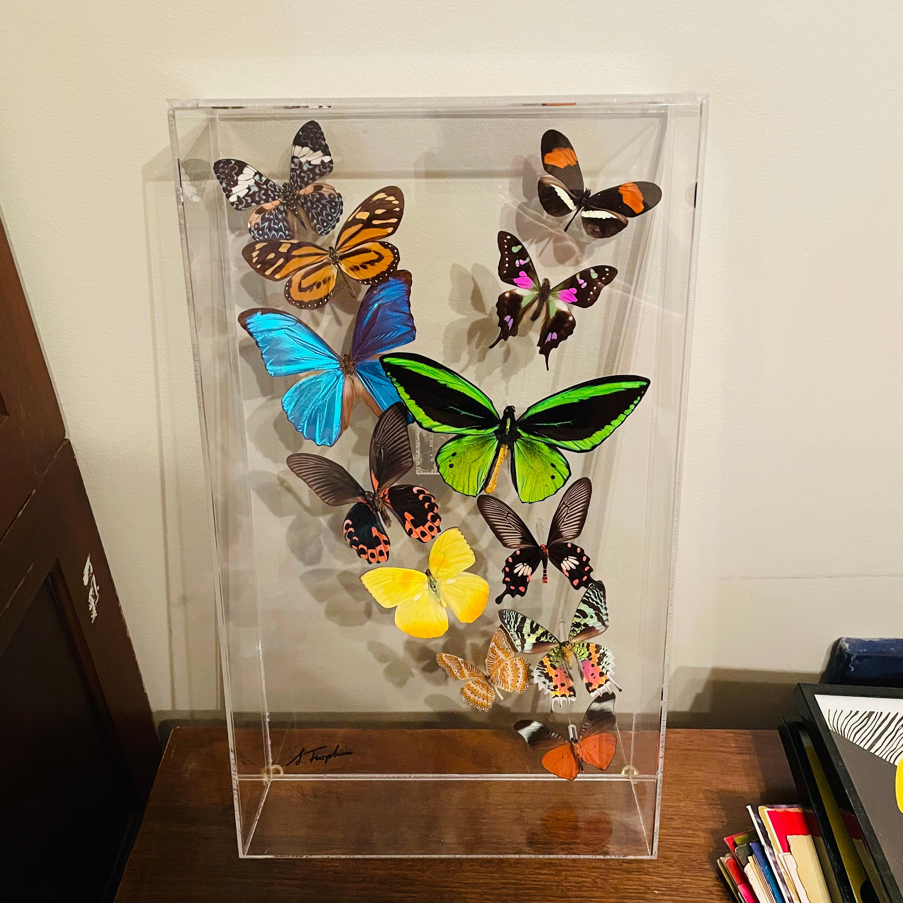 Autre Boîte d'ombres papillon en acrylique et lucite Sam Trophia des années 1970 en vente