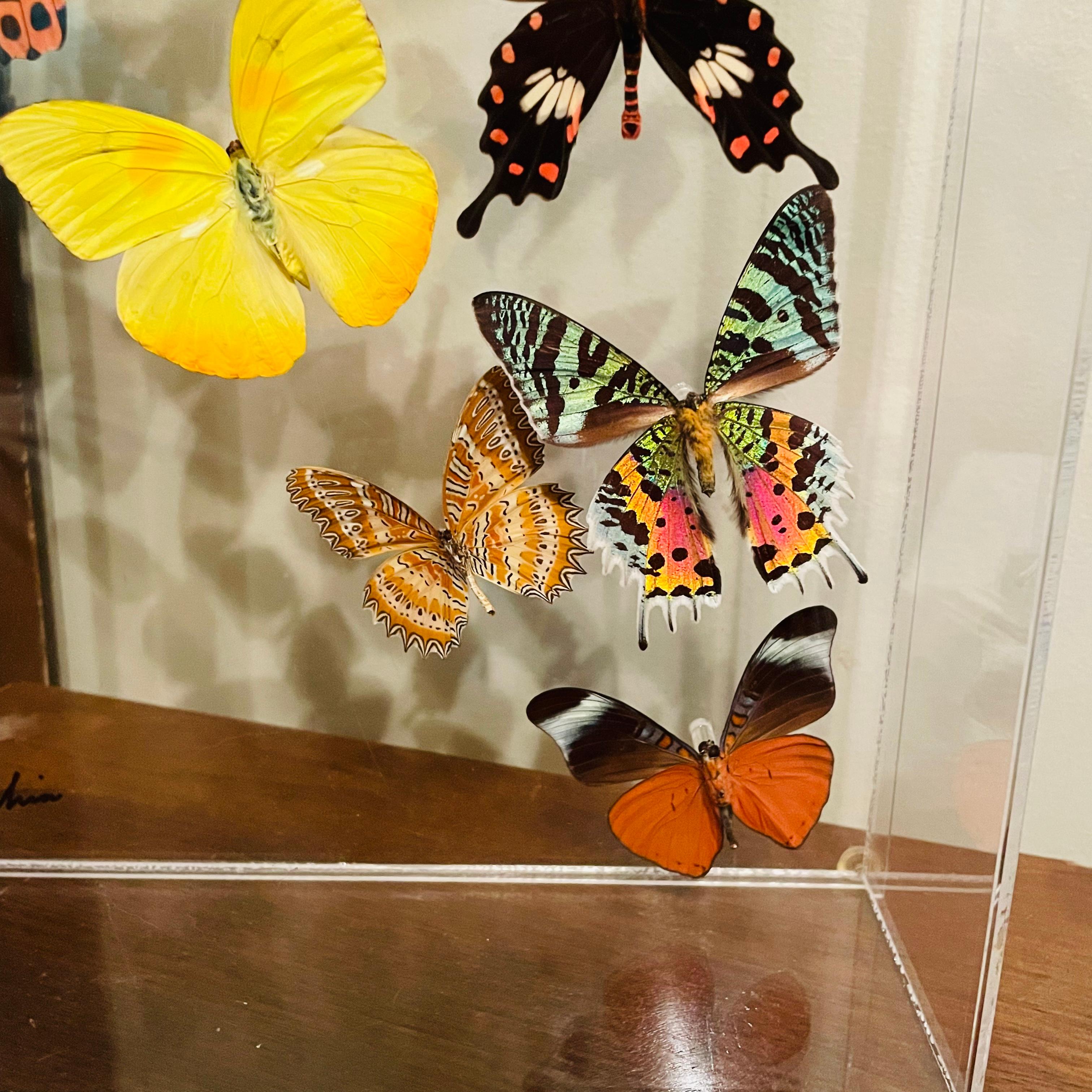 Caja de sombras de mariposa de lucite acrílico Sam Trophia de los años 70 Lucite en venta