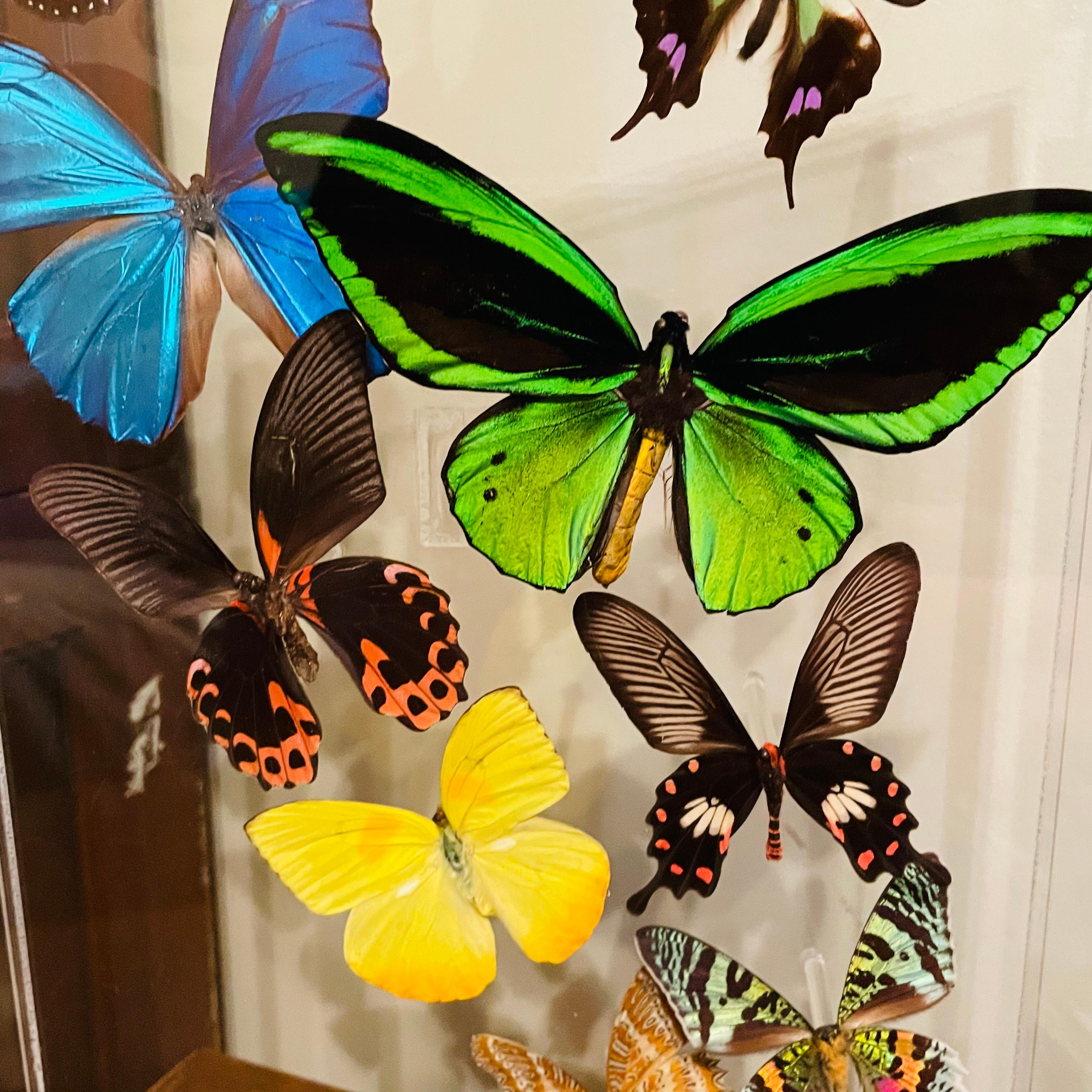 1970s Sam Trophia Acrylic Lucite Butterfly Shadowbox In Good Condition For Sale In Cordova, SC