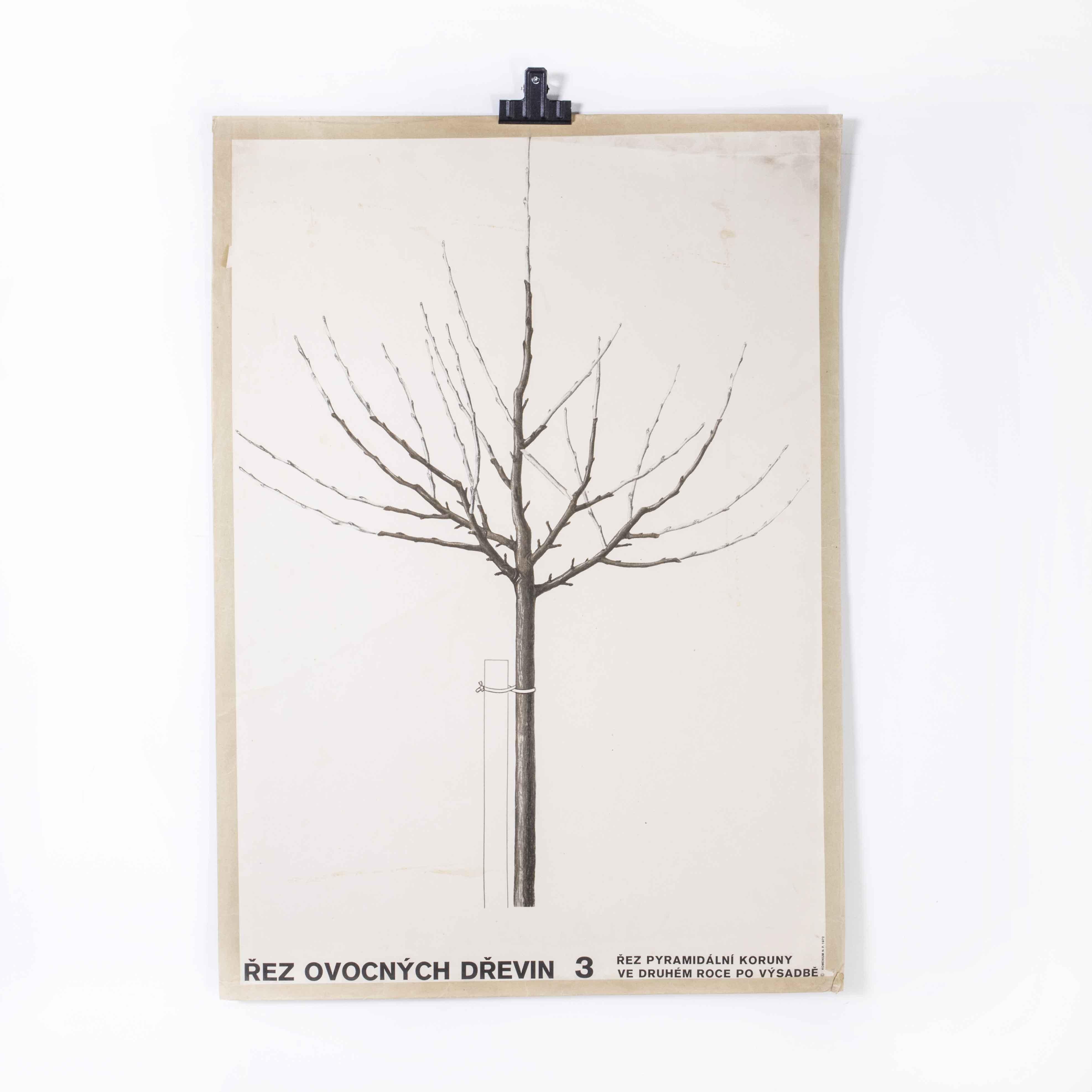 1970’s Singular bare tree educational poster
1970’s Singular bare tree educational poster. 20th Century Czechoslovakian educational chart. A rare and vintage wall chart from the Czech Republic illustrating a tree and its bare branches. This