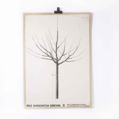 1970's Singular Bare Tree Educational Poster