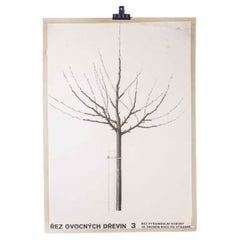 1970's Singular Bare Tree Educational Poster