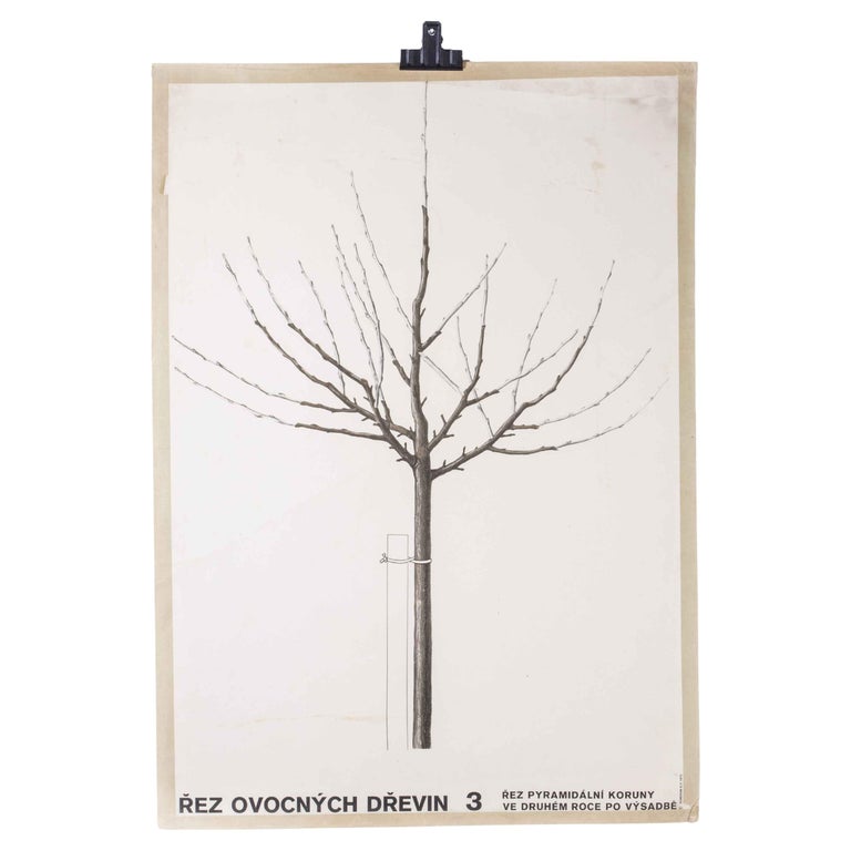 ulares Bare Tree Educational Poster aus den 1970er Jahren im Angebot ...