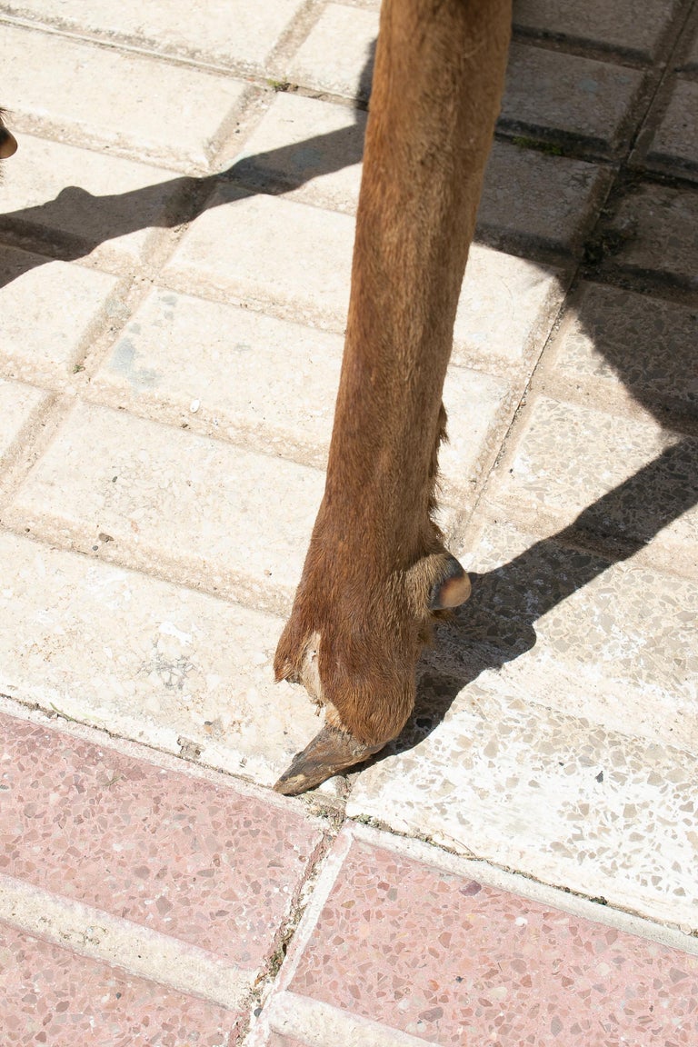 1970s Spanish Deer Antlers Chair w/ Fur Seat and Legs For Sale at 1stDibs deer antlers in