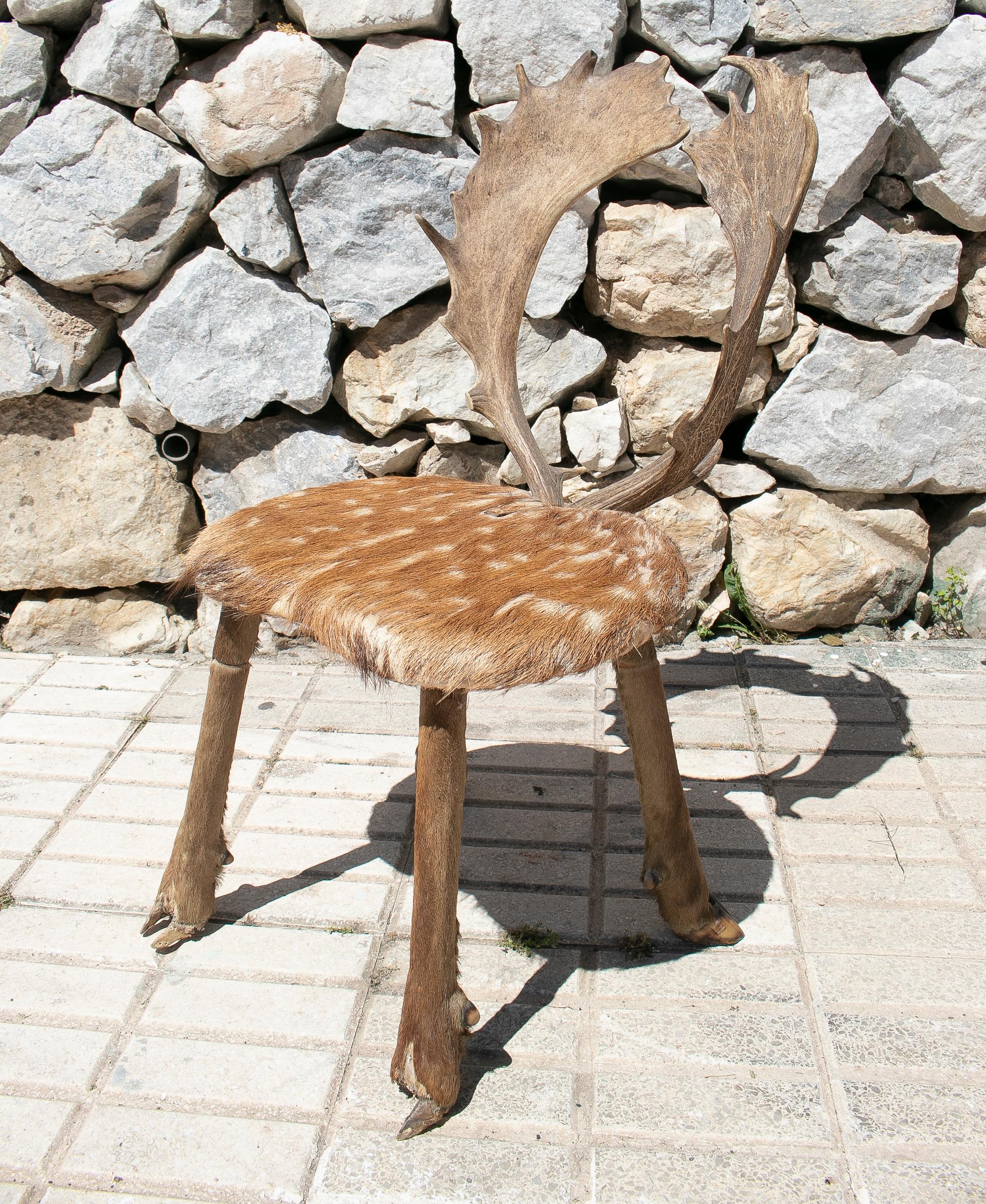 deer antler in spanish