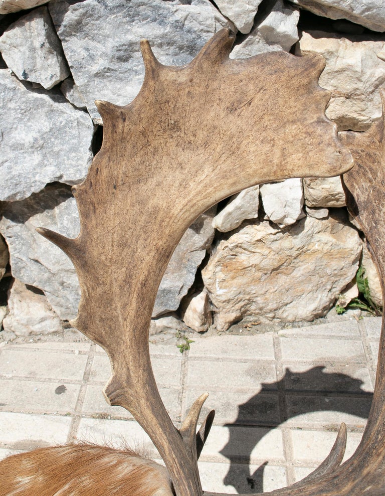 1970s Spanish Deer Antlers Chair w/ Fur Seat and Legs For Sale at 1stDibs deer antlers in