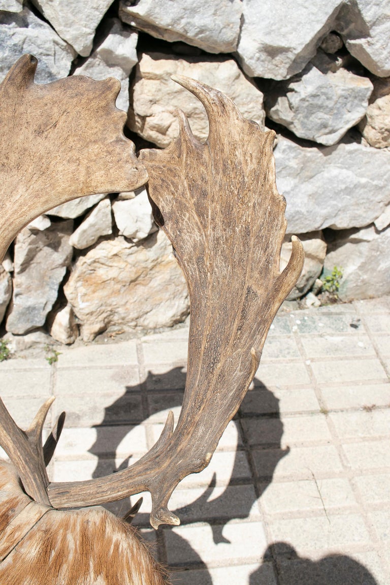 1970s Spanish Deer Antlers Chair w/ Fur Seat and Legs For Sale at 1stDibs deer antlers in