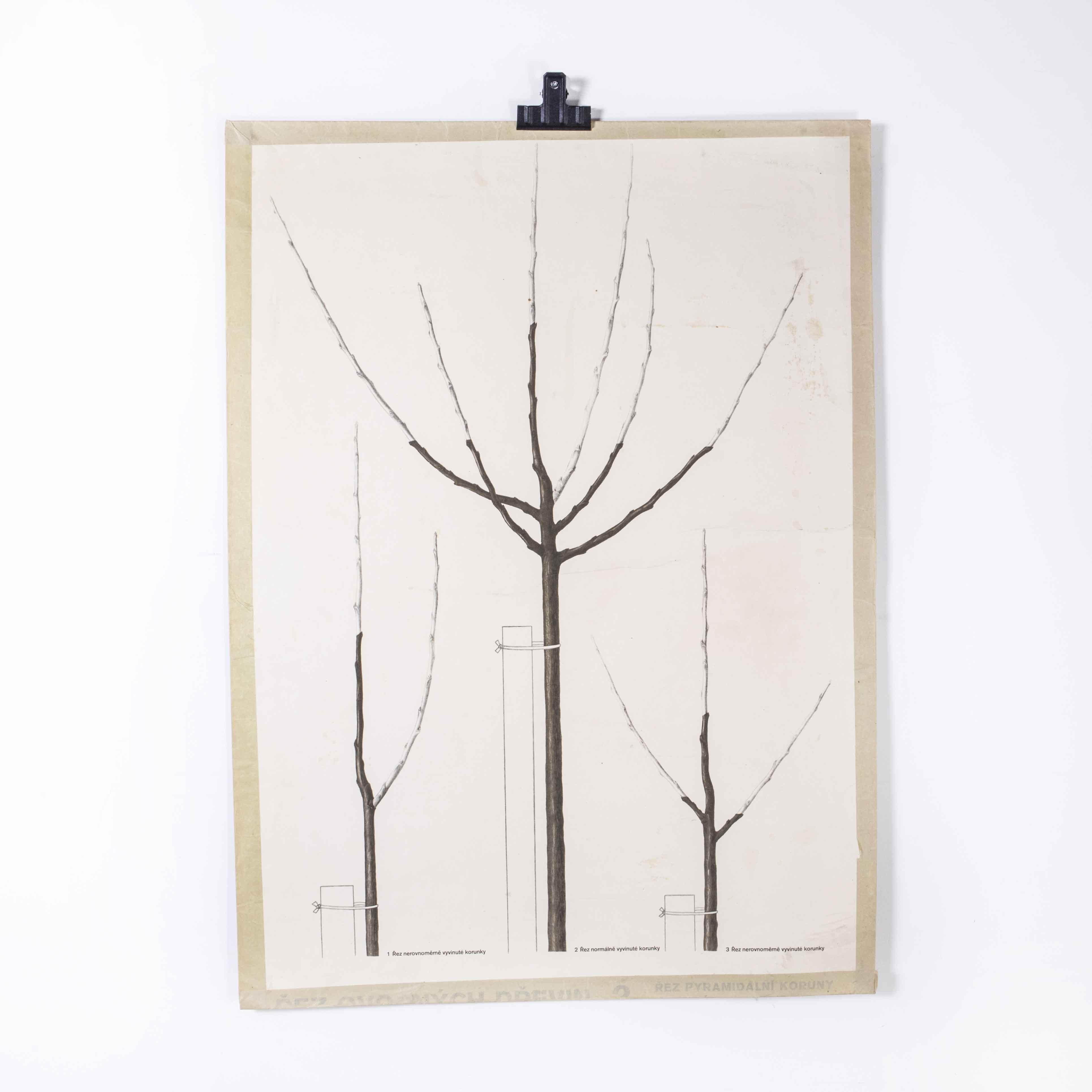 1970’s Three bare tree educational poster
1970’s Three bare tree educational poster. 20th Century Czechoslovakian educational chart. A rare and vintage wall chart from the Czech Republic illustrating a tree and its bare branches. This heavyweight