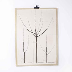 1970's Three Bare Tree Educational Poster