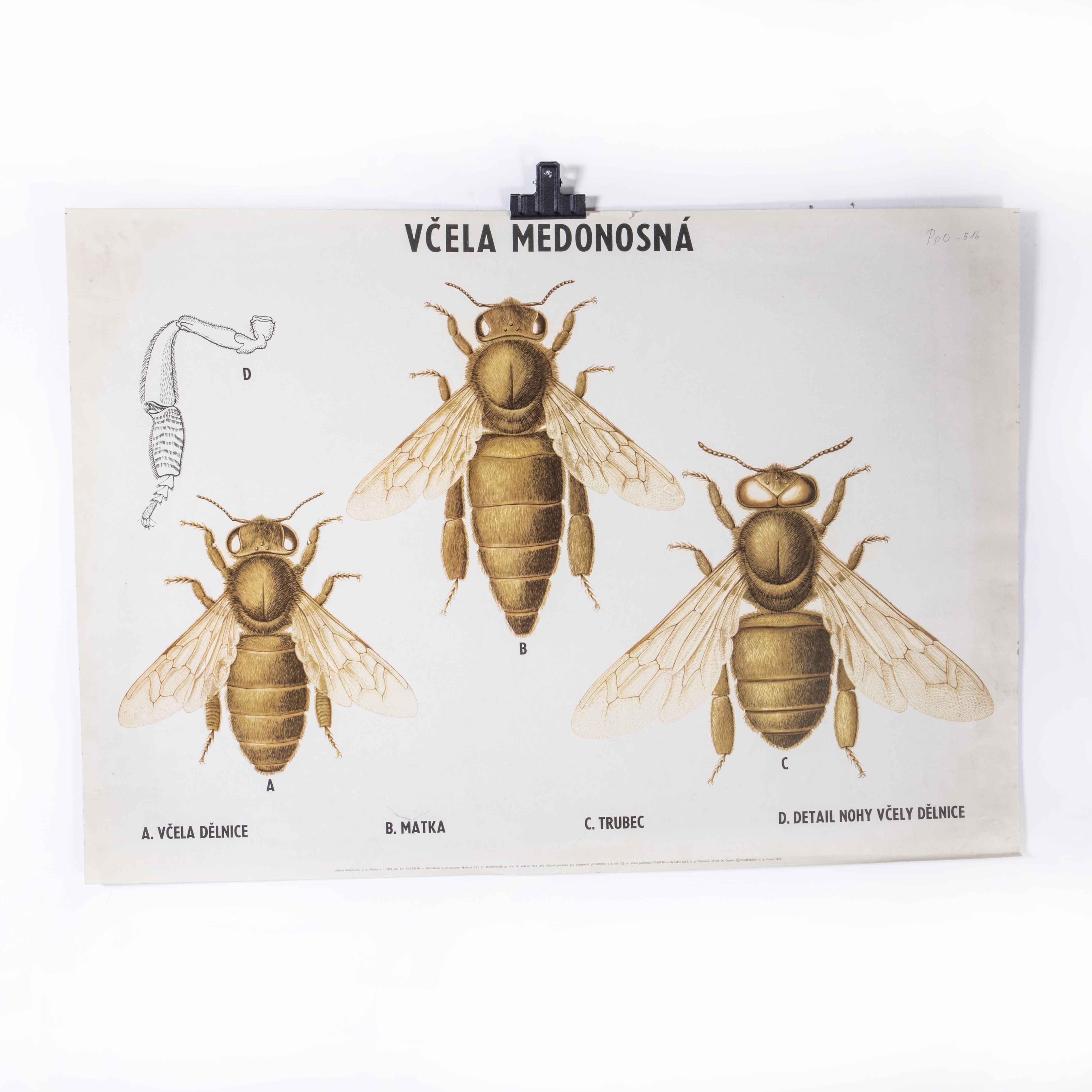1970's Three Bees Educational Poster
1970's Three Bees Educational Poster. 20th century Czechoslovakian educational chart. A rare and vintage wall chart from the Czech Republic illustrating a bee. This heavyweight paper poster is in excellent