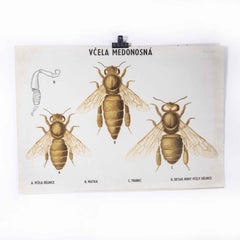1970's Three Bees Educational Poster