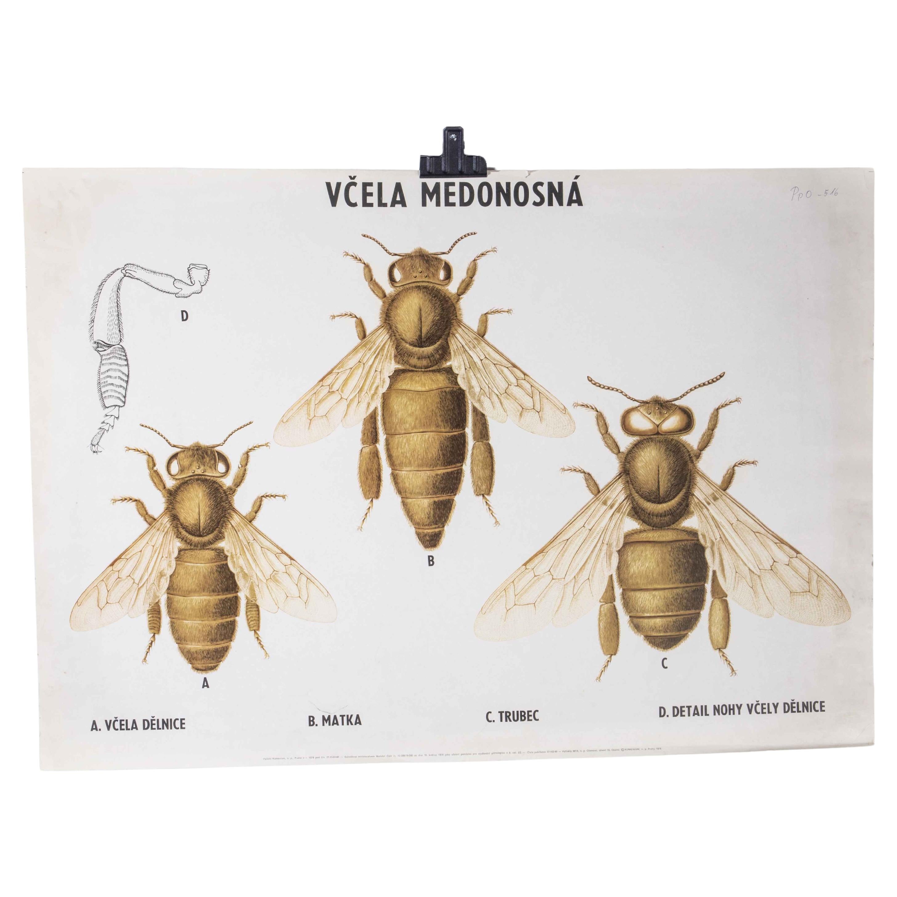 1970's Three Bees Educational Poster