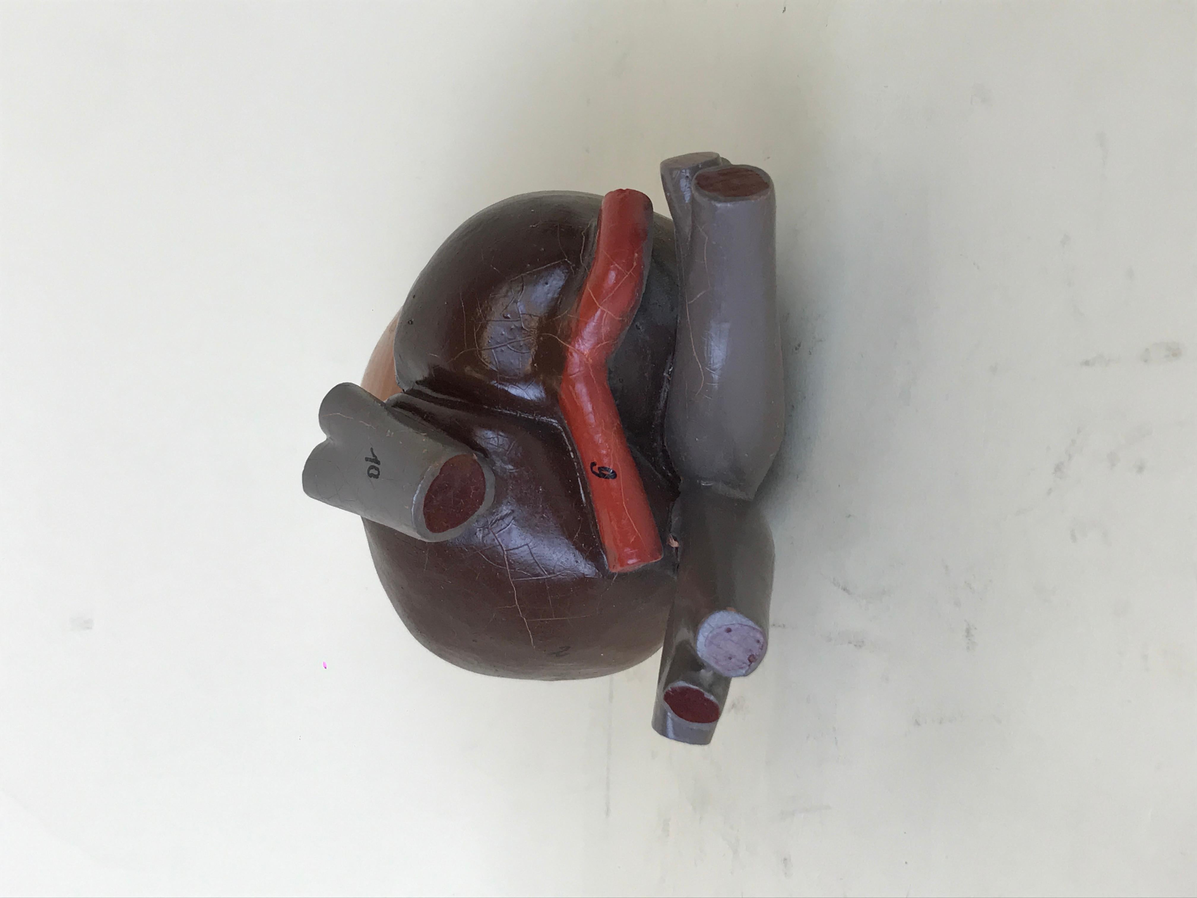 1970s Vintage Anatomical Model of Heart of Frog in Plastic from Germany For Sale 4