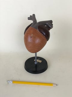 1970s Vintage Anatomical Model of Heart of Frog in Plastic from Germany