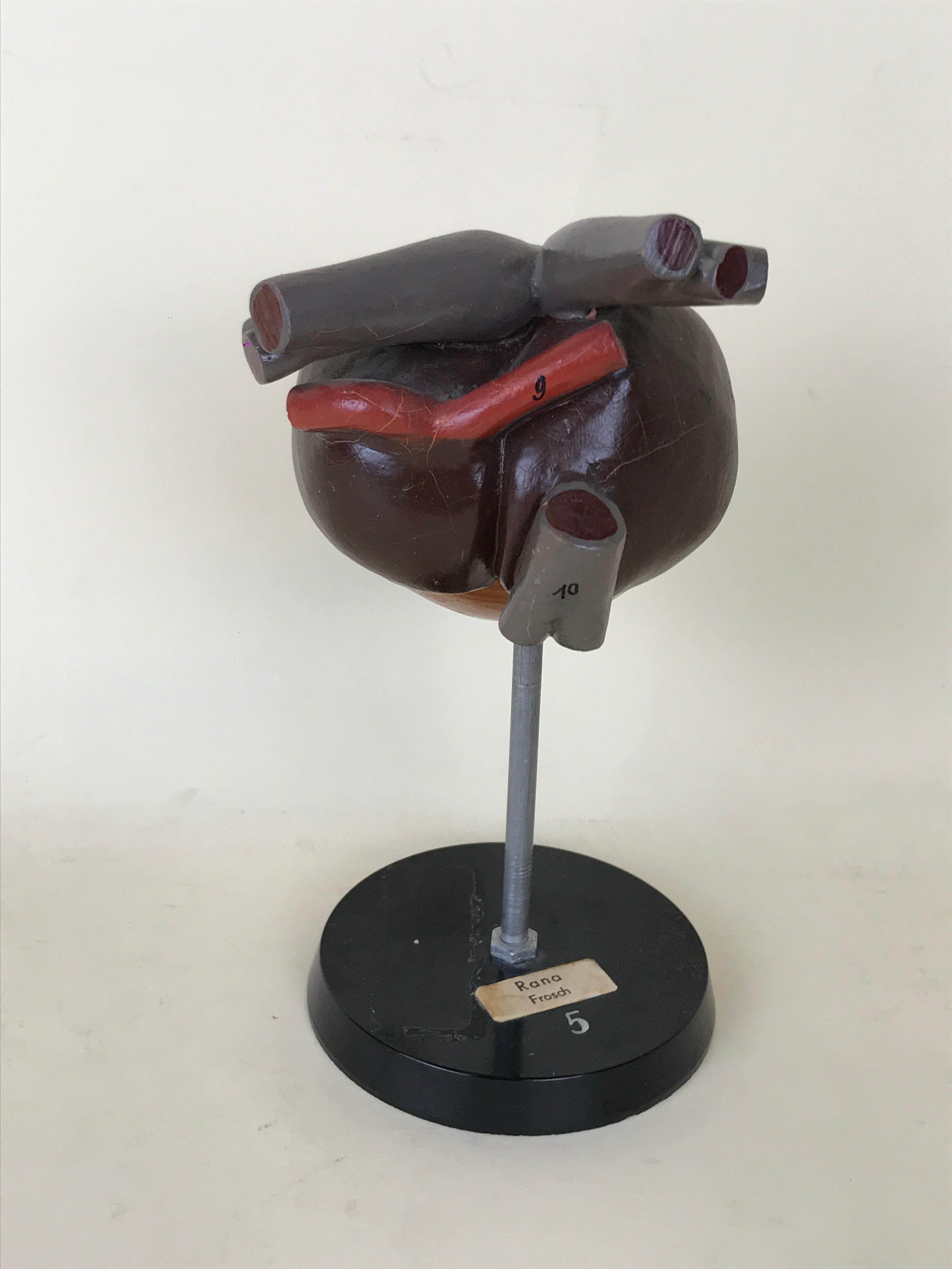 1970s Vintage Anatomical Model of Heart of Frog in Plastic from Germany In Good Condition For Sale In Milan, IT