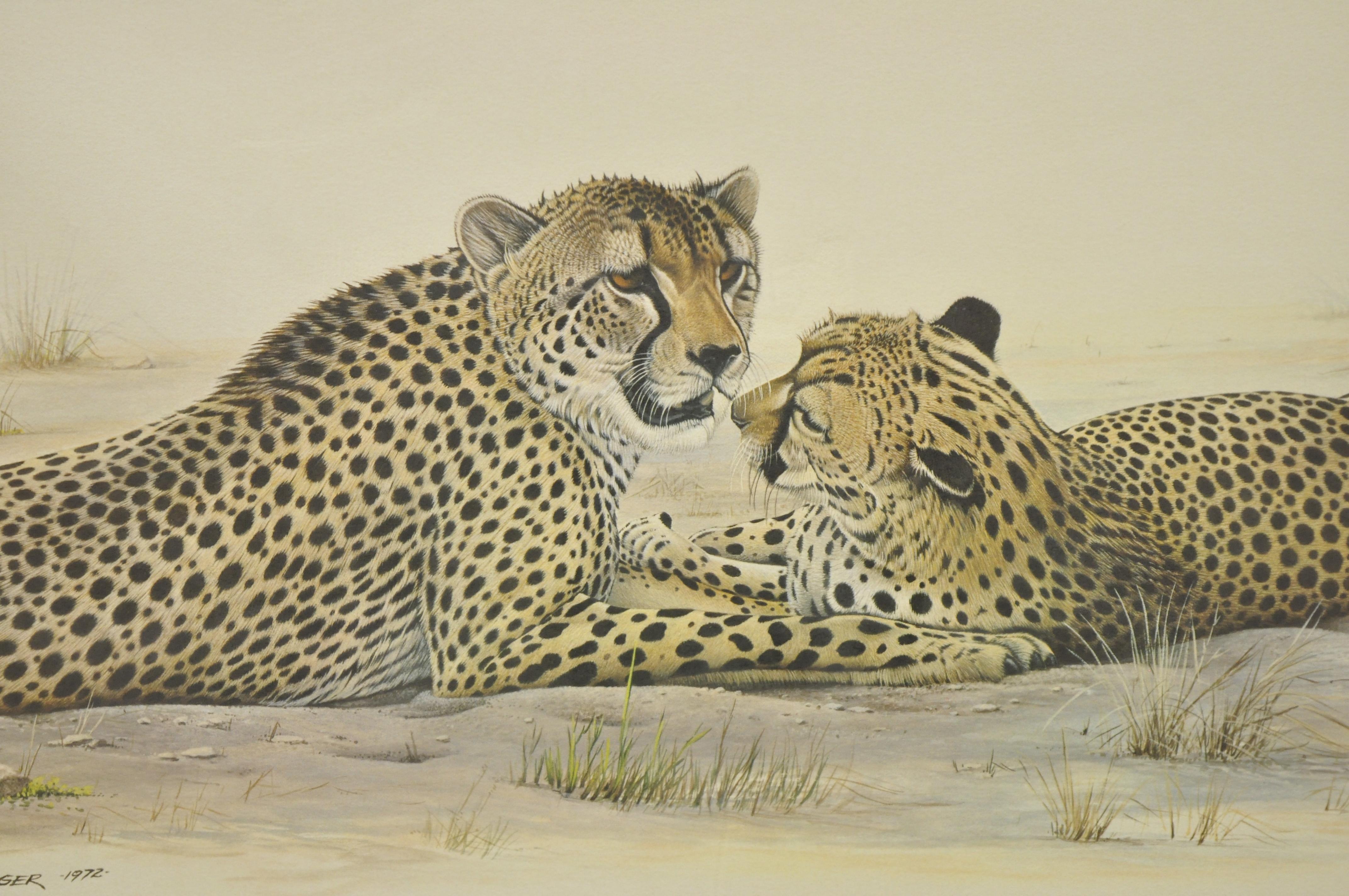 1972 Cheetah Lithographie Kunst von Richard Evans Younger in verchromtem Samtrahmen (Moderne der Mitte des Jahrhunderts) im Angebot
