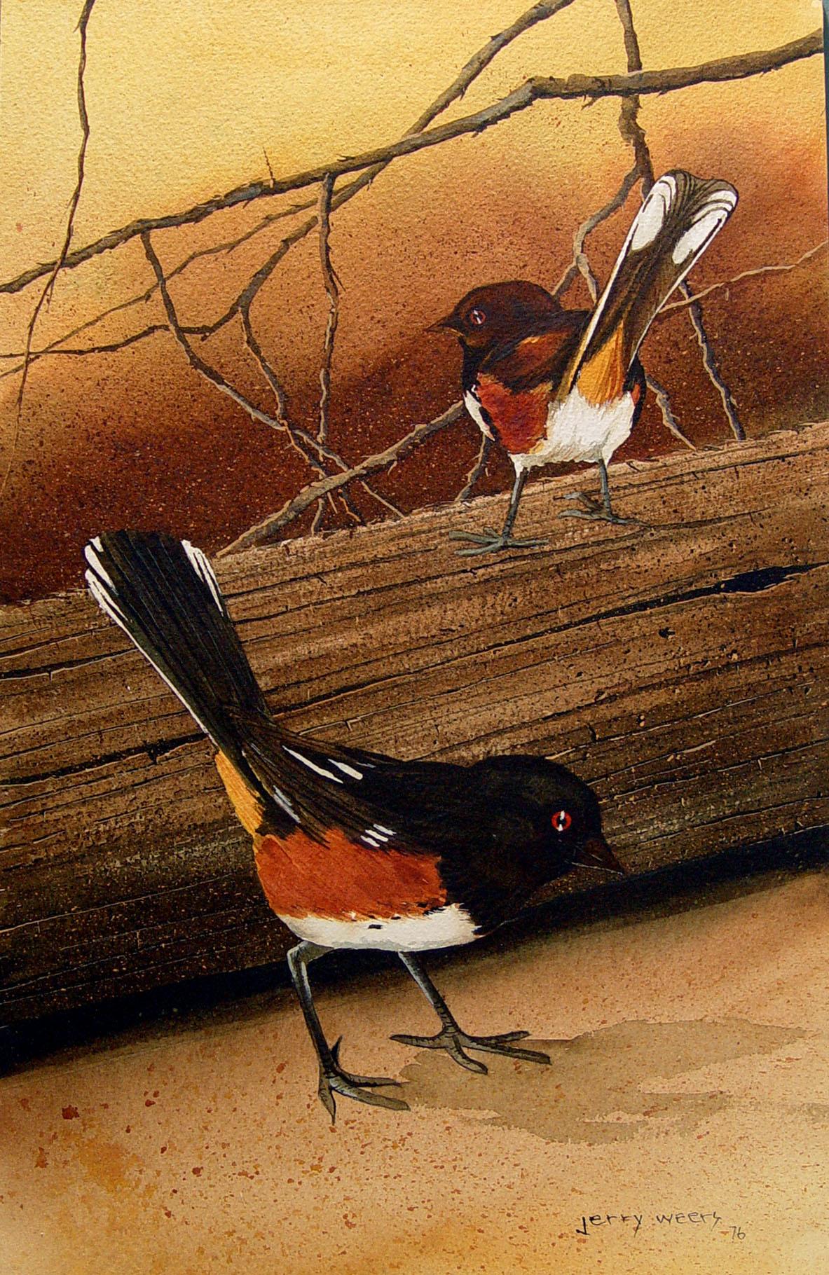 Rustic 1976 Spotted Towhee Sparrow Painting by Jerry Weers For Sale