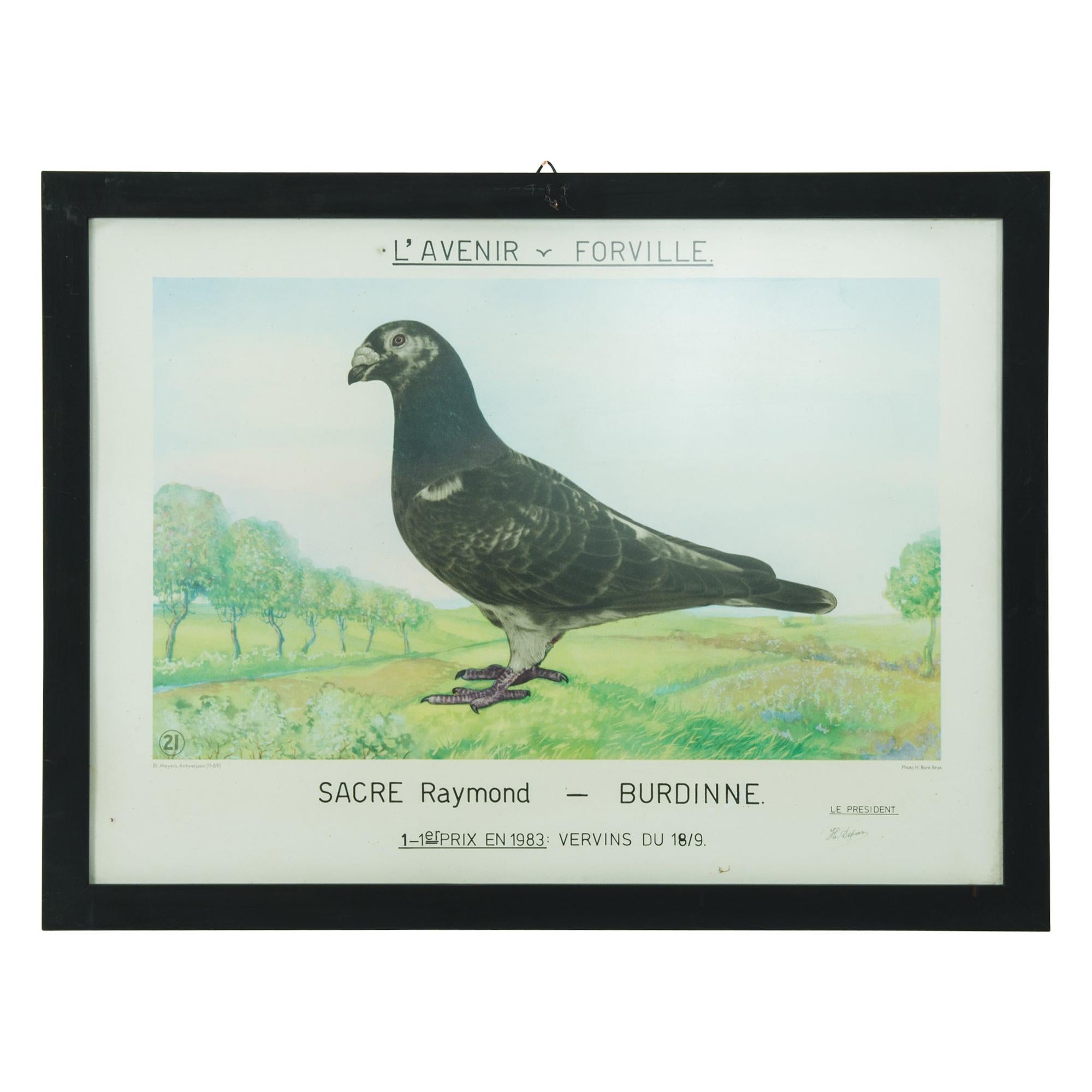 1980s Belgian Pigeon Racing Framed Print