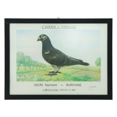 1980s Belgian Pigeon Racing Framed Print