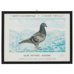 1980s Belgian Pigeon Racing Framed Print