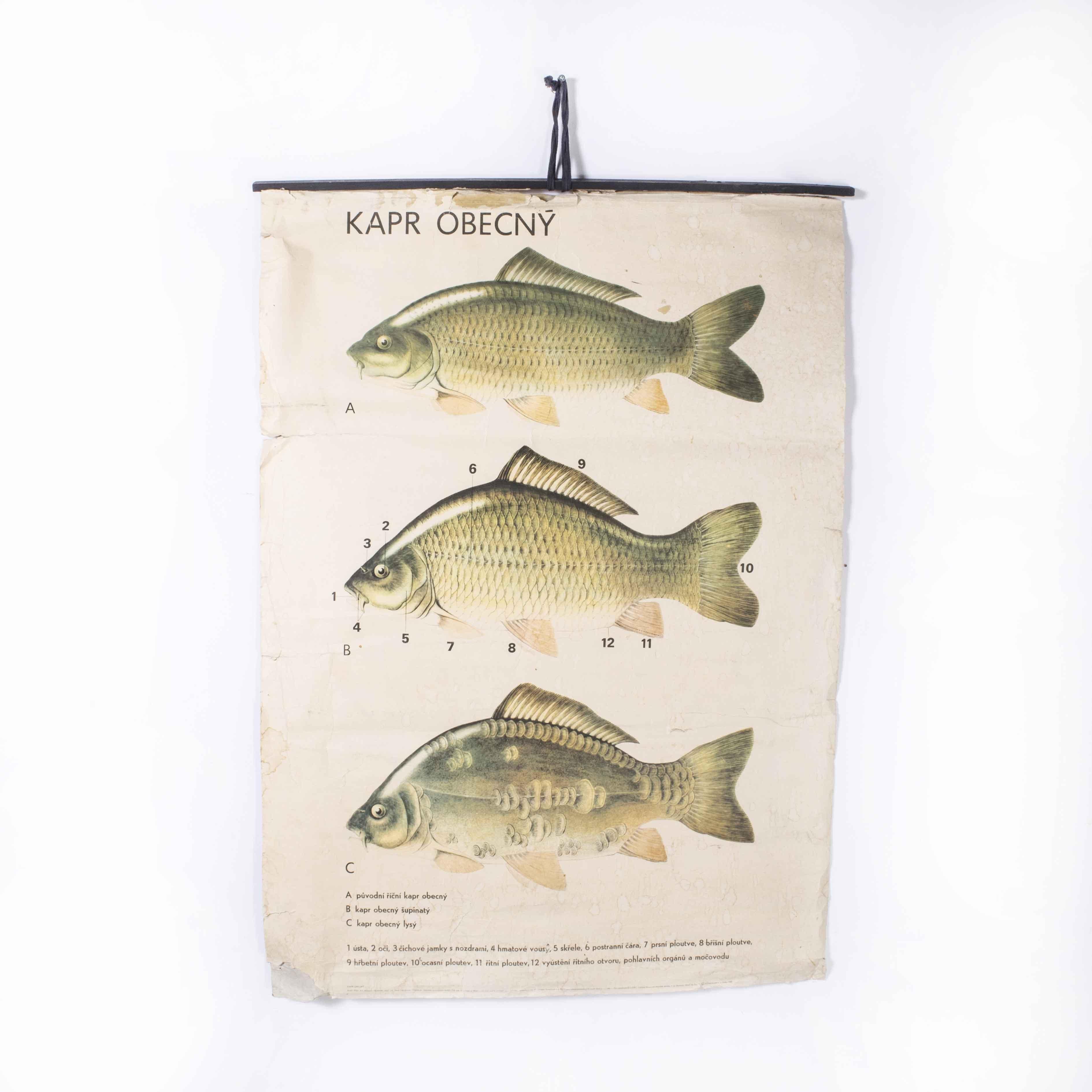 1980’s Fish educational poster
1980’s Fish educational poster. 20th Century Czechoslovakian educational chart. A rare and vintage wall chart from the Czech Republic illustrating the anatomy of a fish. This heavyweight paper chart is In excellent