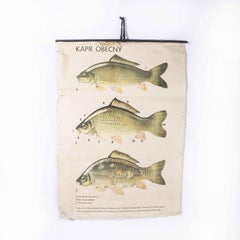 1980's Fish Educational Poster
