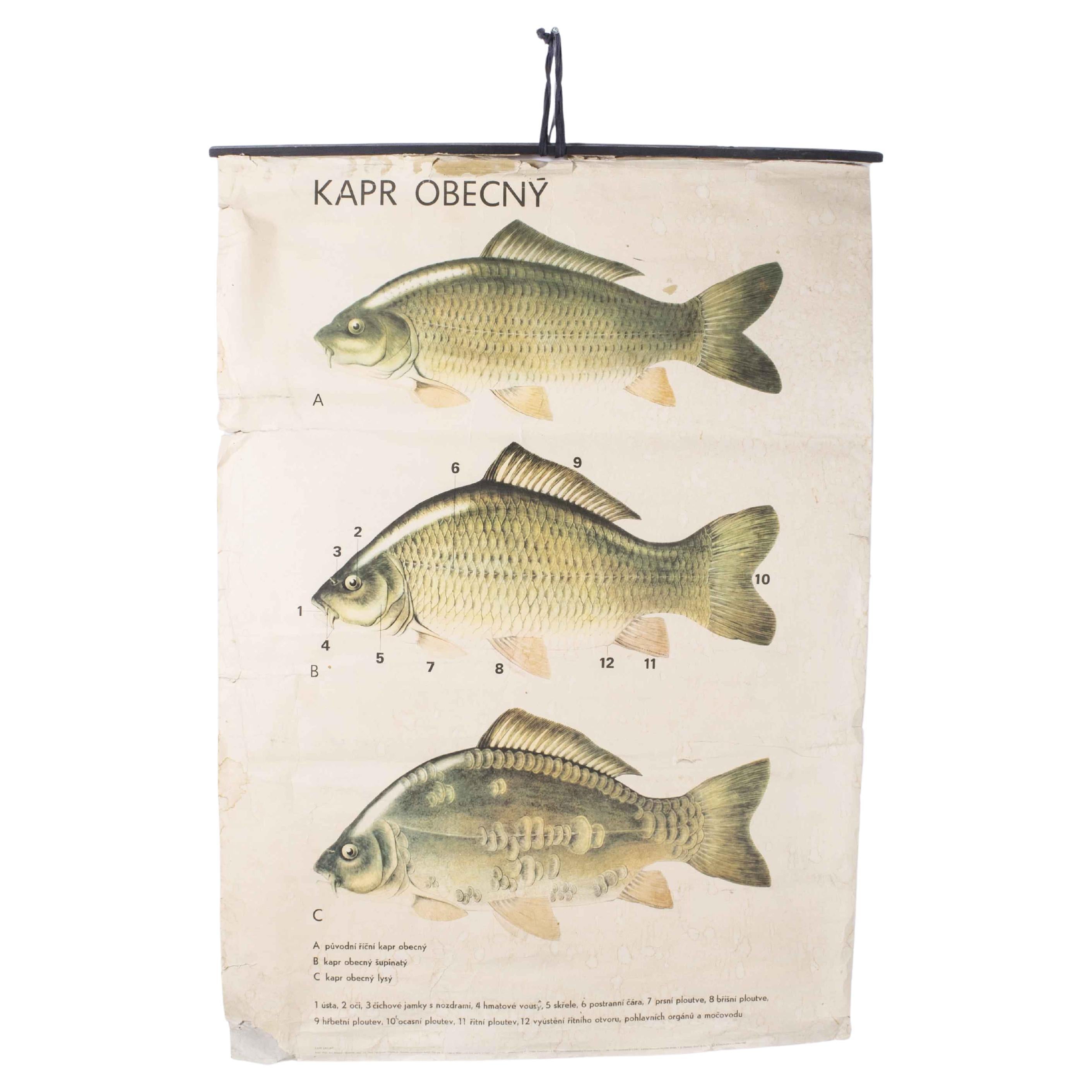 1980's Fish Educational Poster For Sale