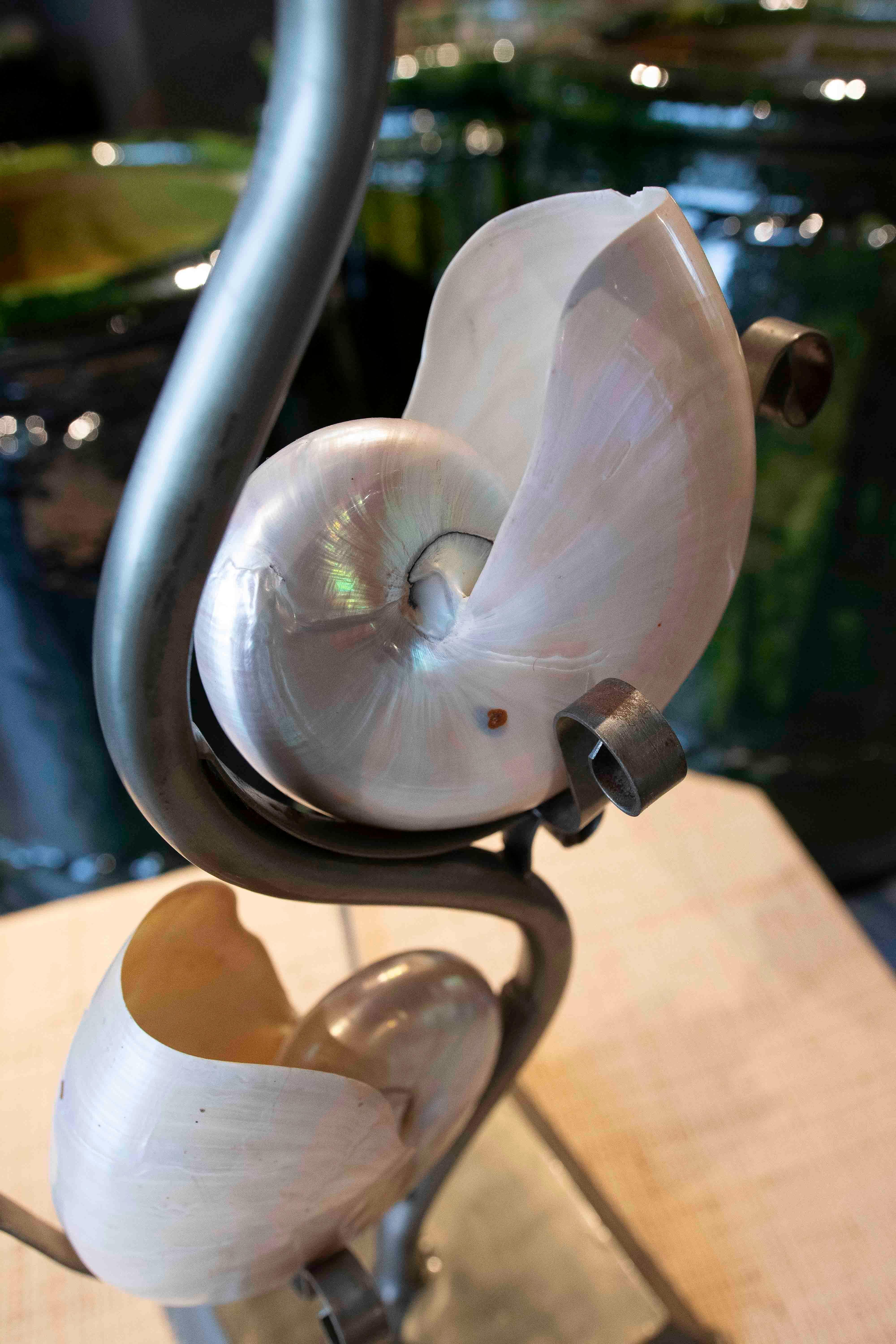 Lampe de table en métal des années 1980 avec deux coquillages naturels en vente 5