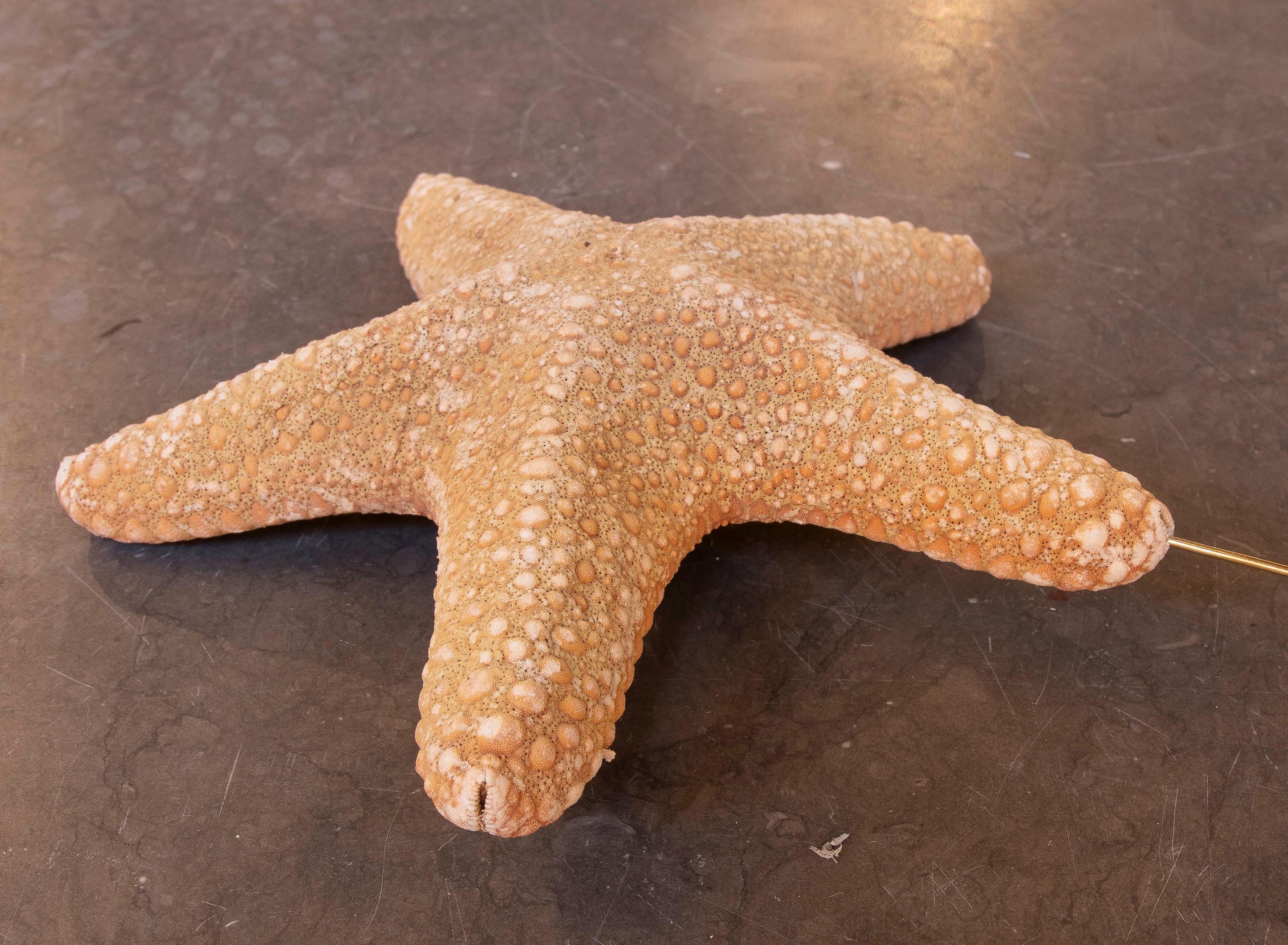 Estrella de mar natural de los años 80 sobre base de madera pintada de negro en venta 5