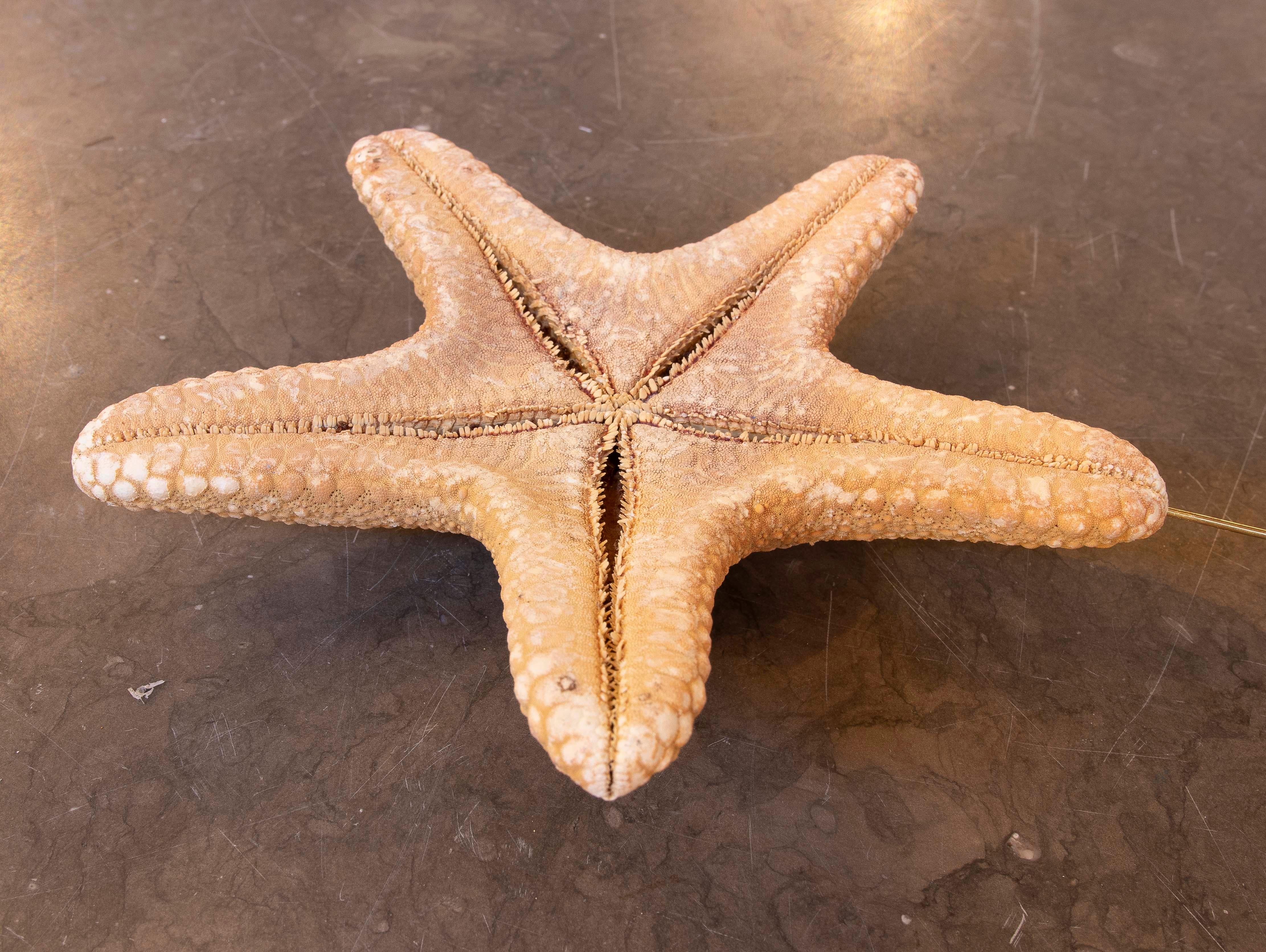 Estrella de mar natural de los años 80 sobre base de madera pintada de negro en venta 7