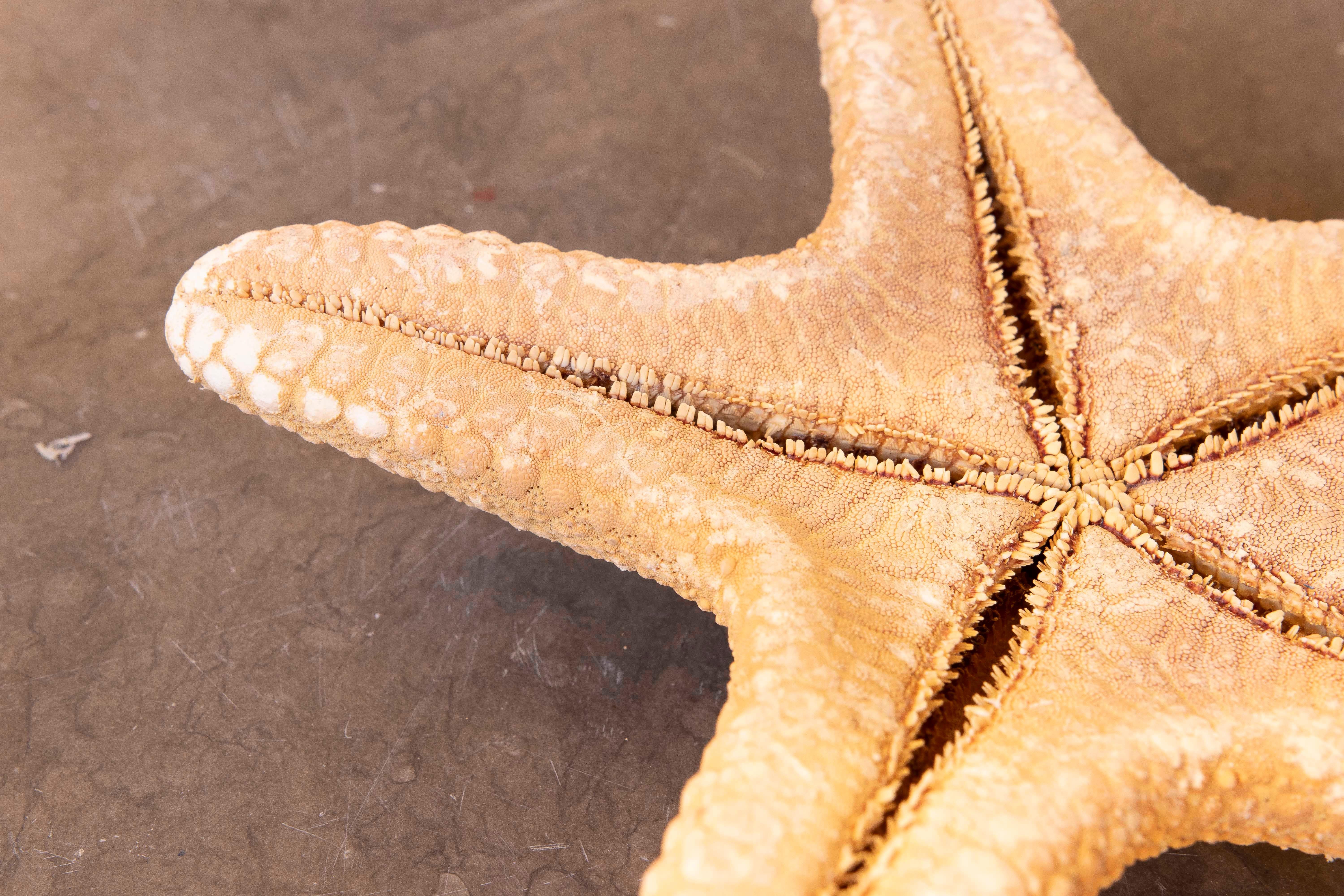 Estrella de mar natural de los años 80 sobre base de madera pintada de negro en venta 9