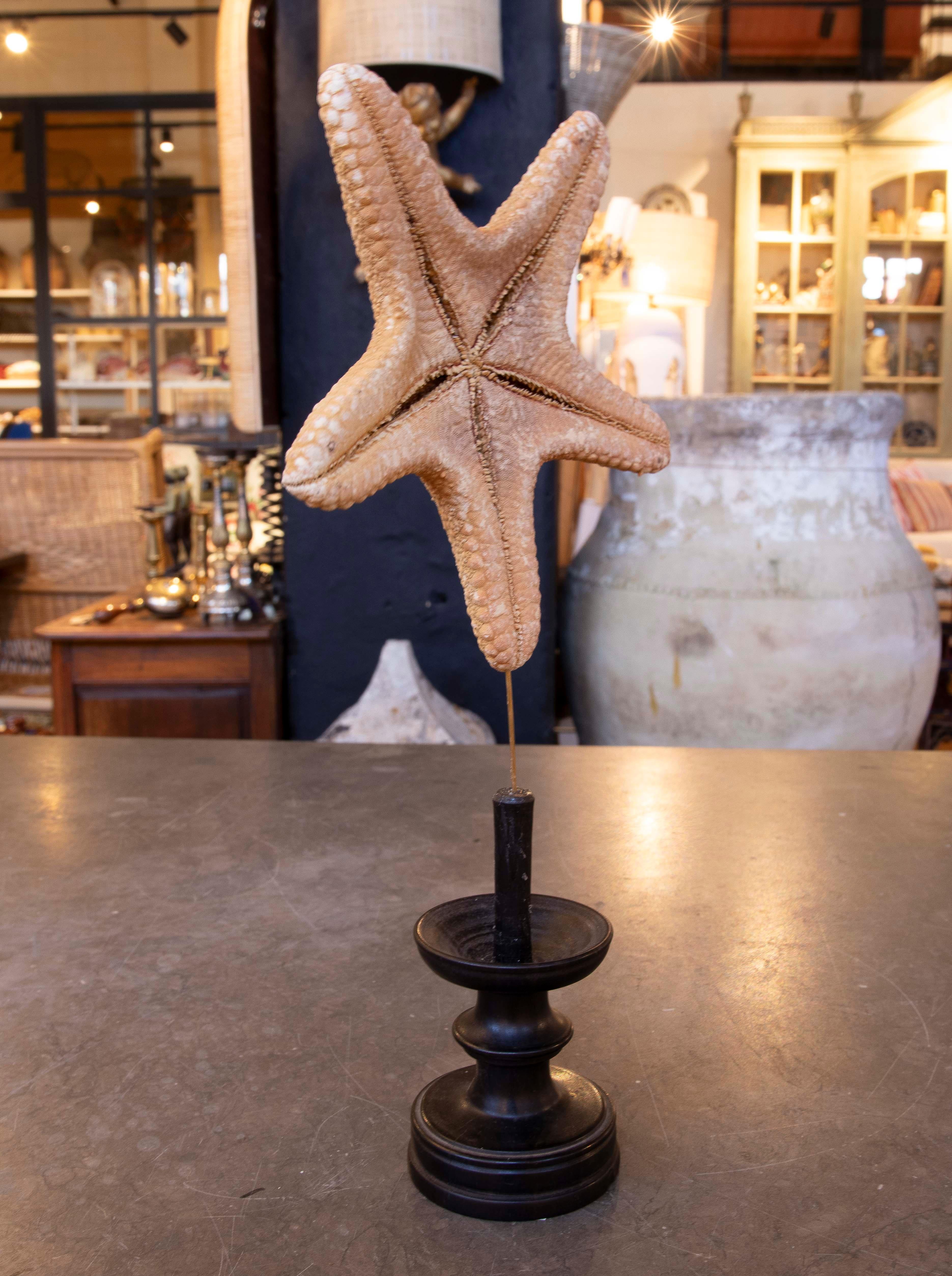 Estrella de mar natural de los años 80 sobre base de madera pintada de negro Español en venta