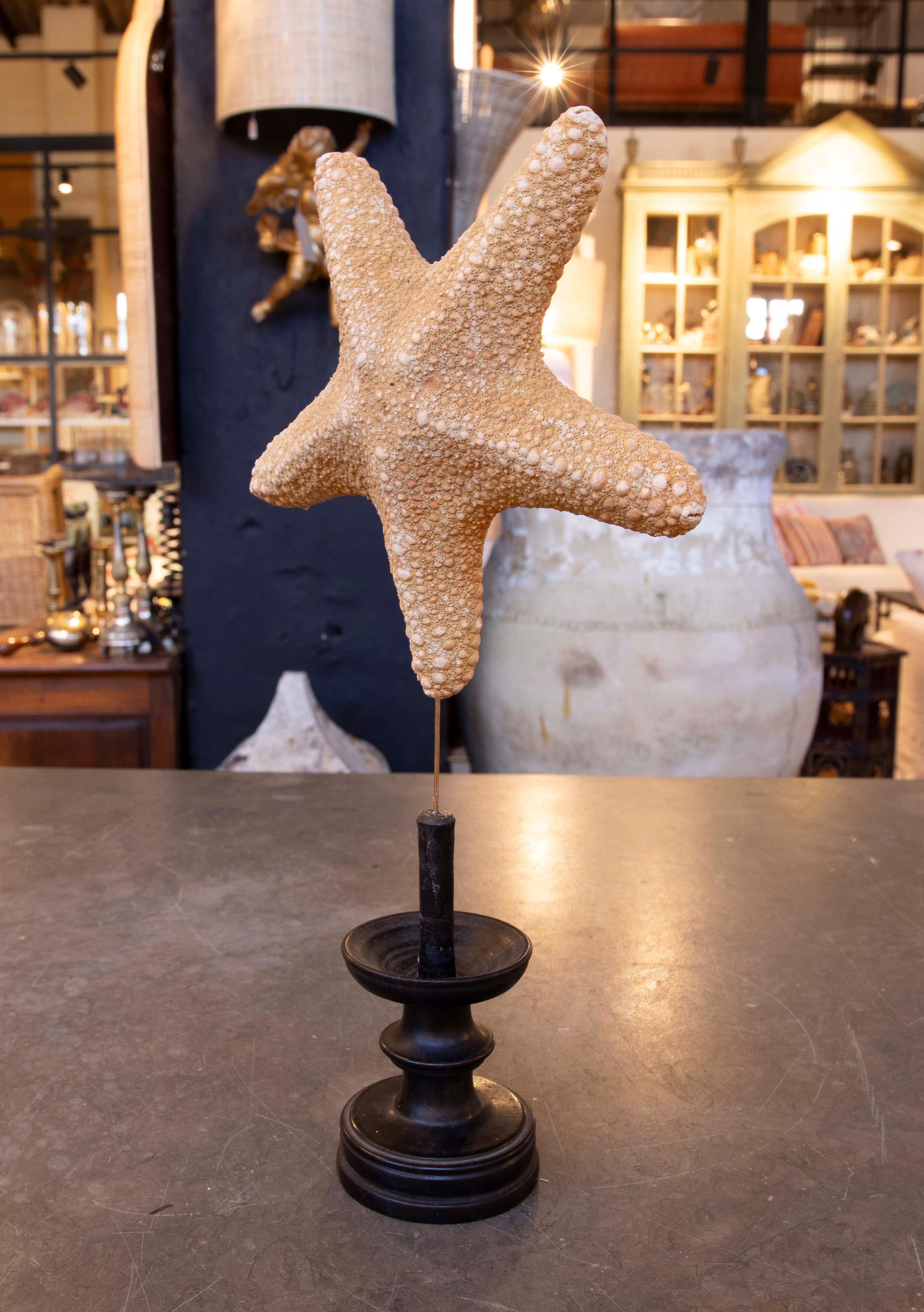 Estrella de mar natural de los años 80 sobre base de madera pintada de negro en Bueno estado para la venta en Marbella, ES