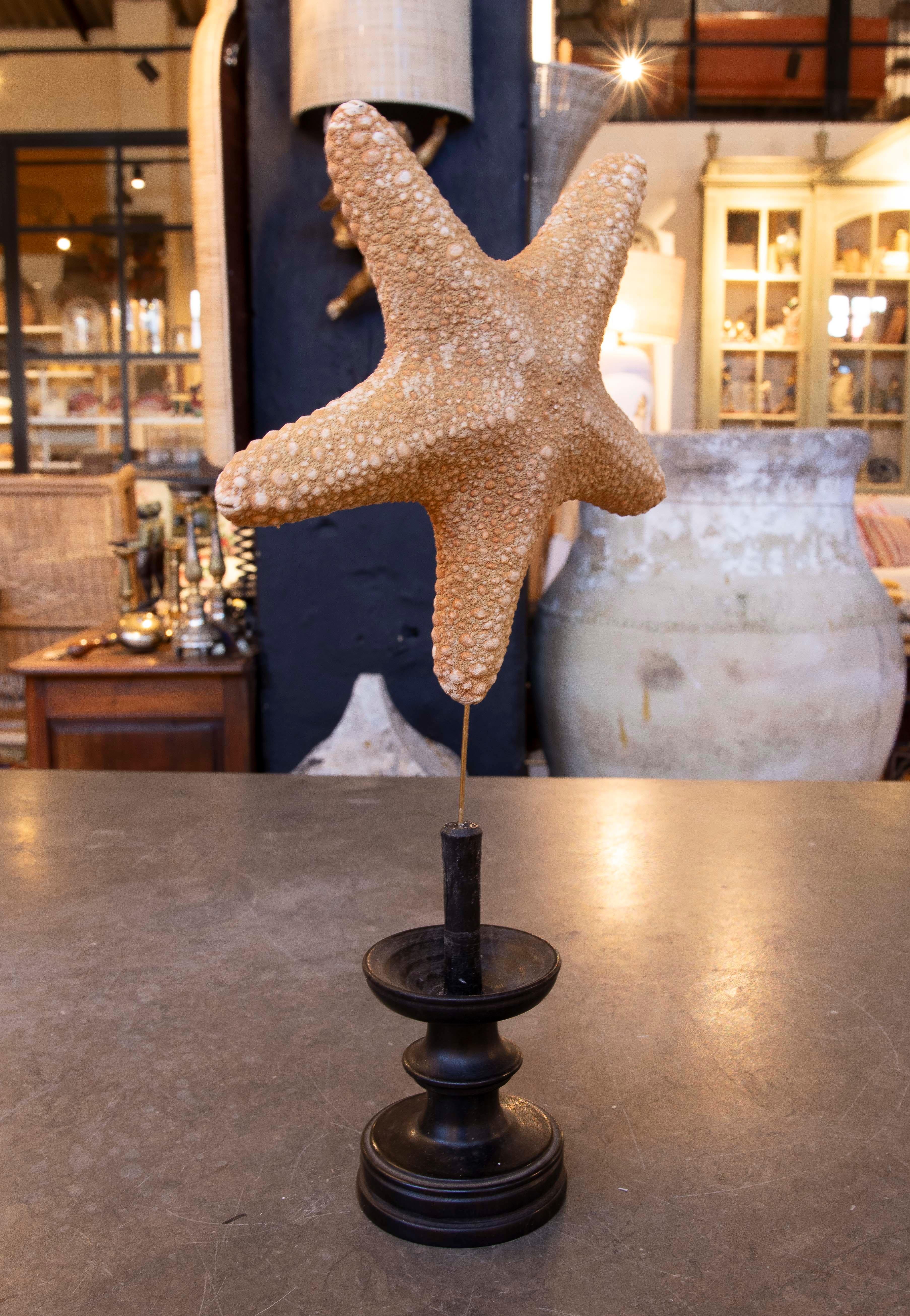 Estrella de mar natural de los años 80 sobre base de madera pintada de negro siglo XX en venta