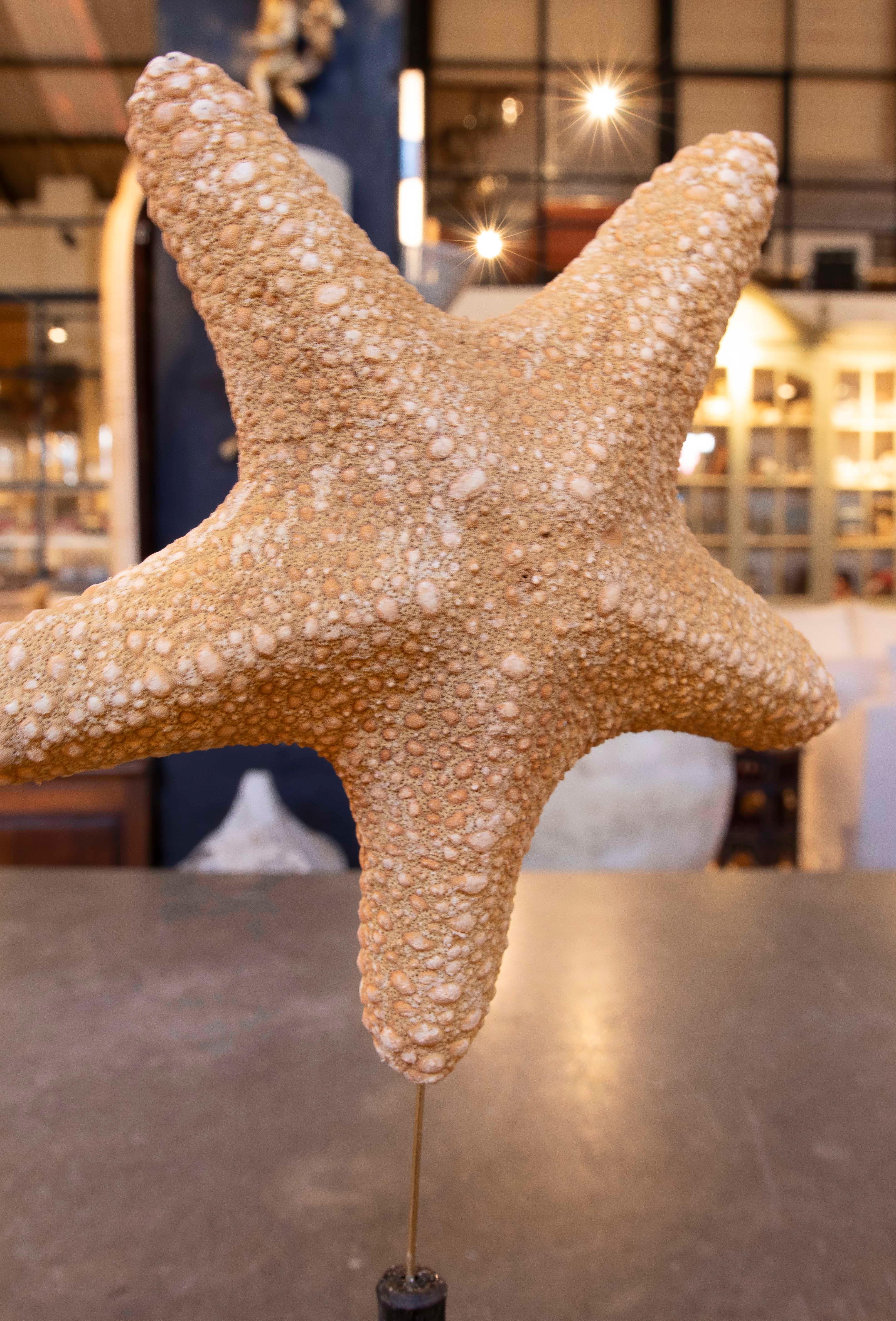 Estrella de mar natural de los años 80 sobre base de madera pintada de negro Madera en venta