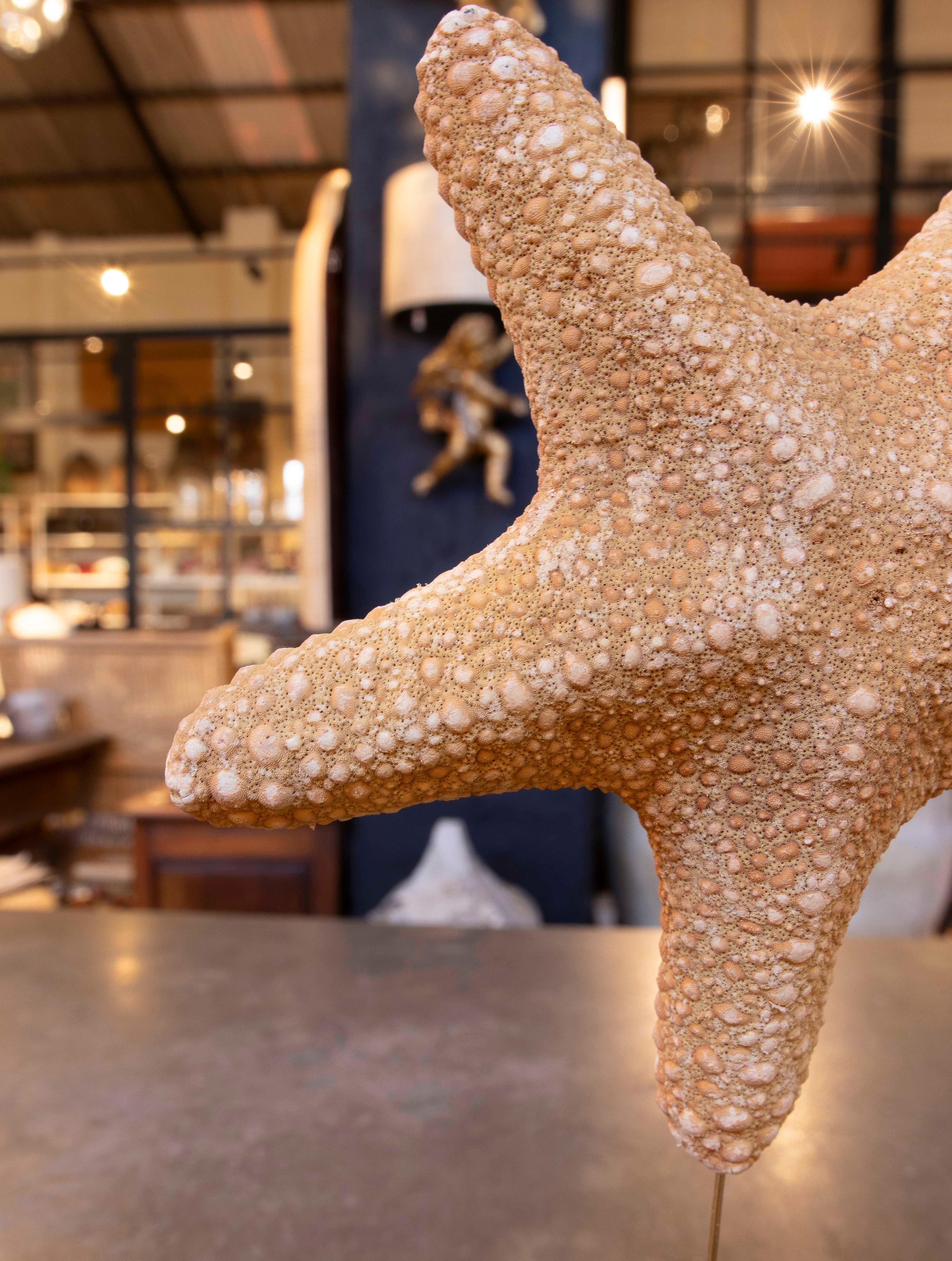 Estrella de mar natural de los años 80 sobre base de madera pintada de negro en venta 1