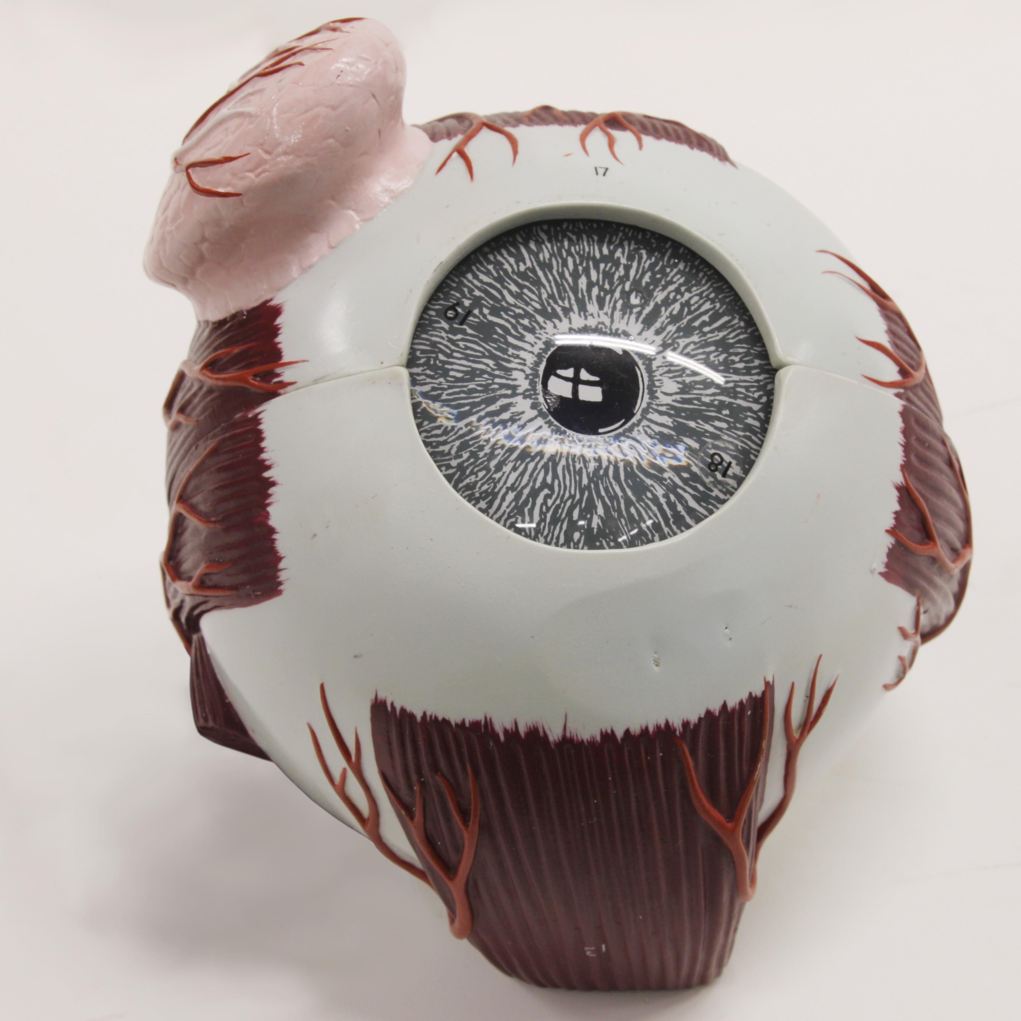 Late 20th Century 1980's Vintage Scientific Anatomical Human 3D Educational Eye Eyeball Model