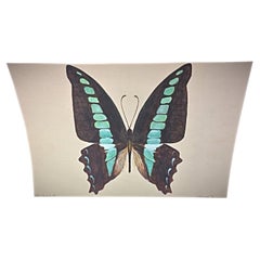 1985 Aquarelle d'un papillon Brown & Blue par J. René Rommel - Signée,  - 2Y291