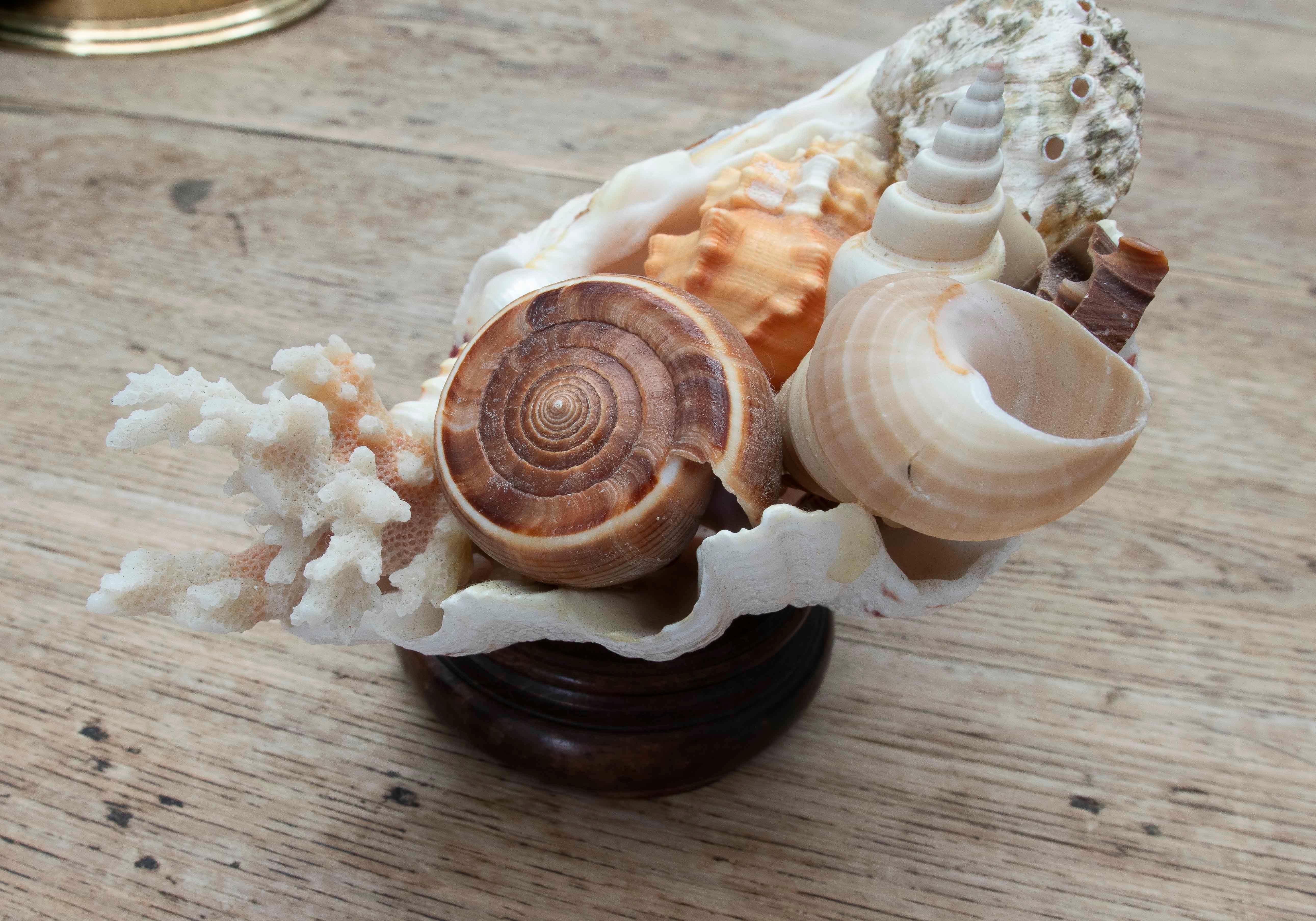 Centre de table décoratif Marin des années 1990 en coquillage naturel sur une base en bois en vente 5