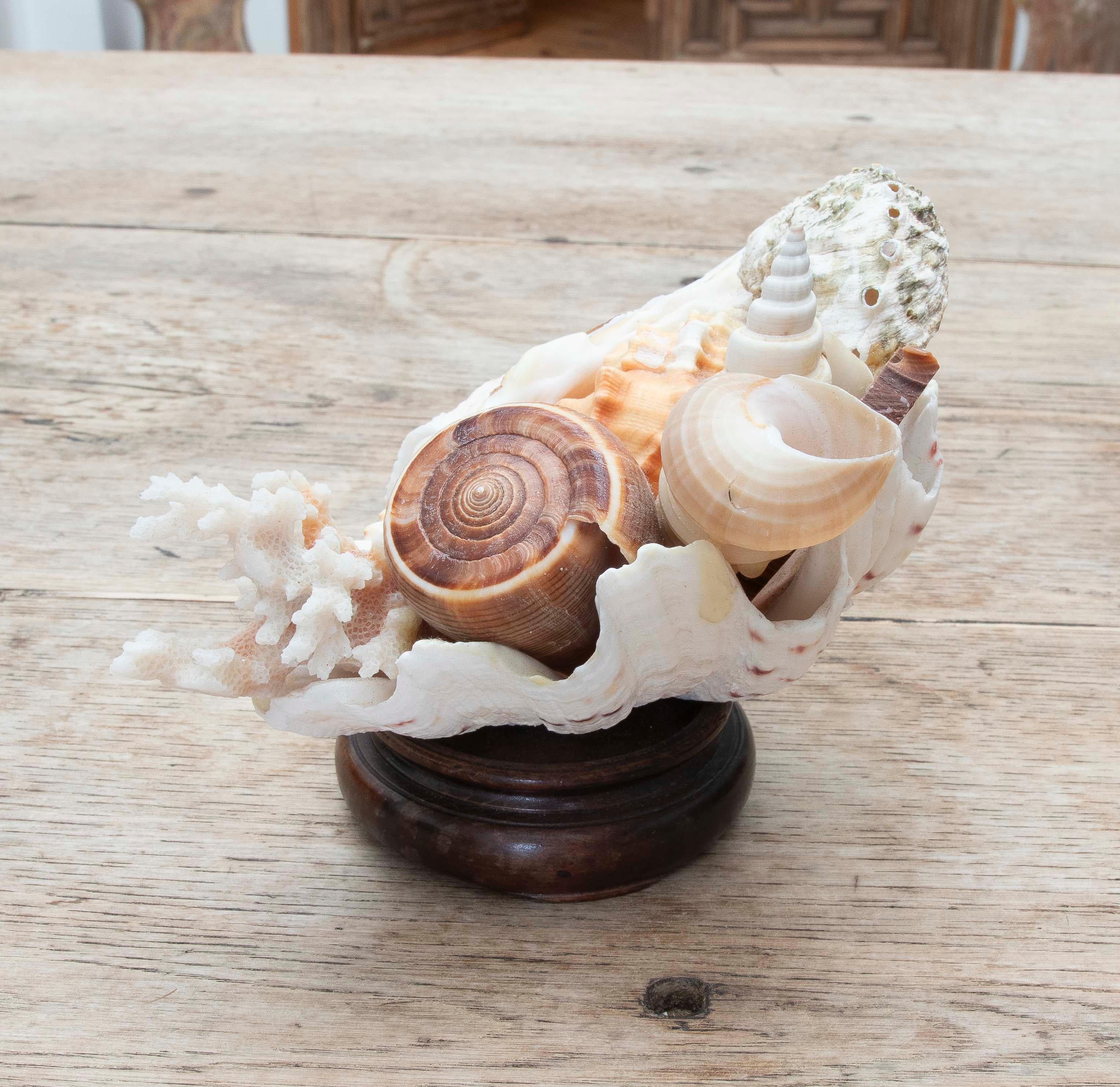 Une délicate composition de style côtier réalisée à partir d'une grande coquille Saint-Jacques naturelle, qui sert de contenant à une sélection soigneusement choisie de coquilles de conques, de coquillages tropicaux, de coraux blancs et de fragments