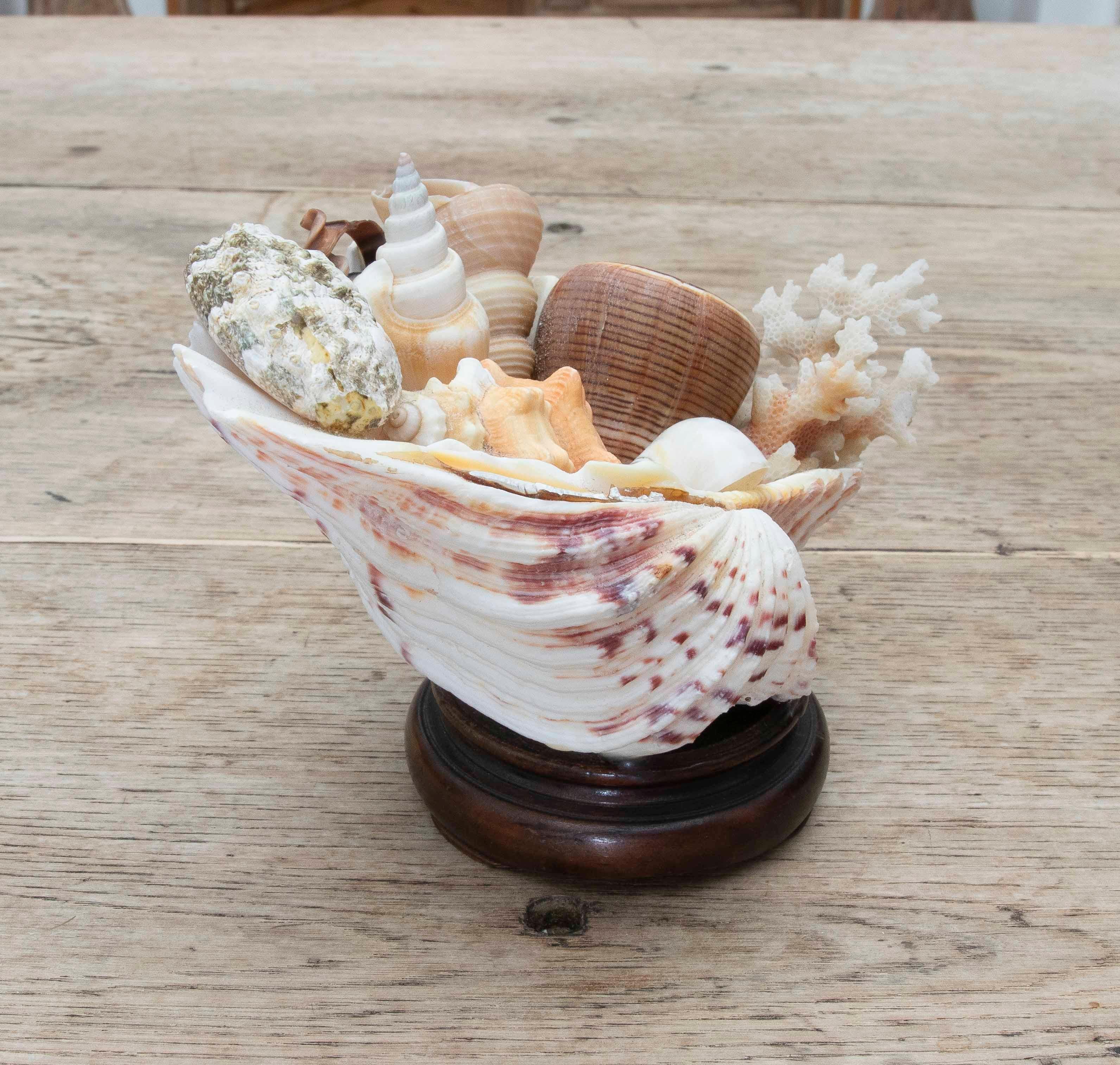 20ième siècle Centre de table décoratif Marin des années 1990 en coquillage naturel sur une base en bois en vente